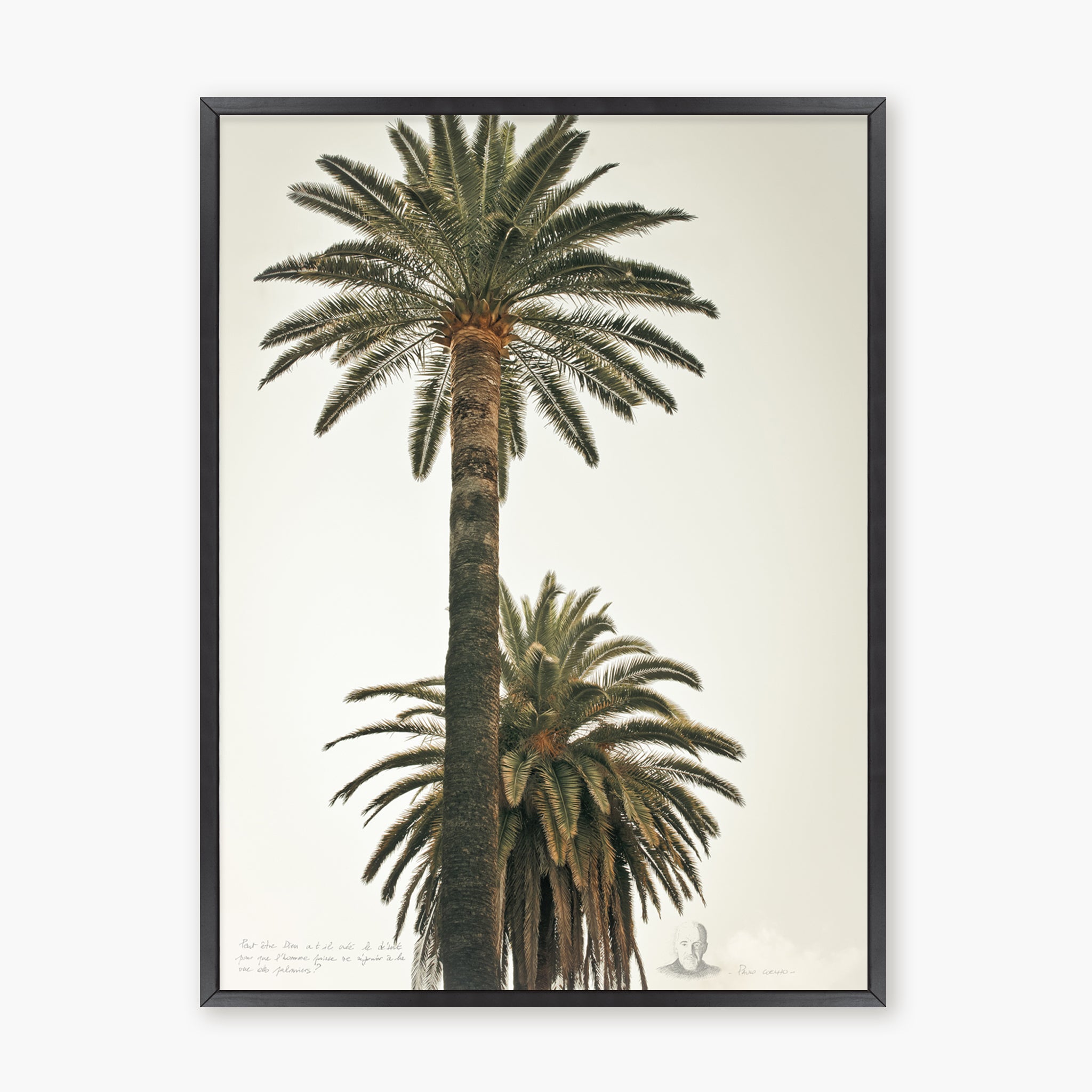 Grands Palmiers 2