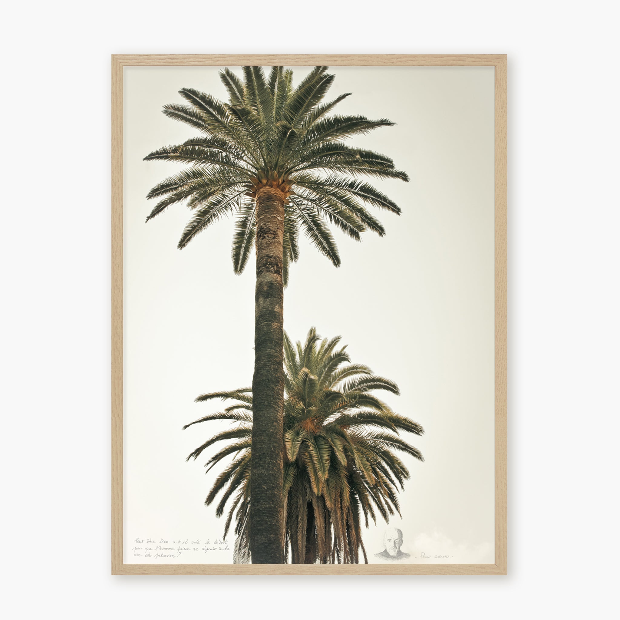 Grands Palmiers 2