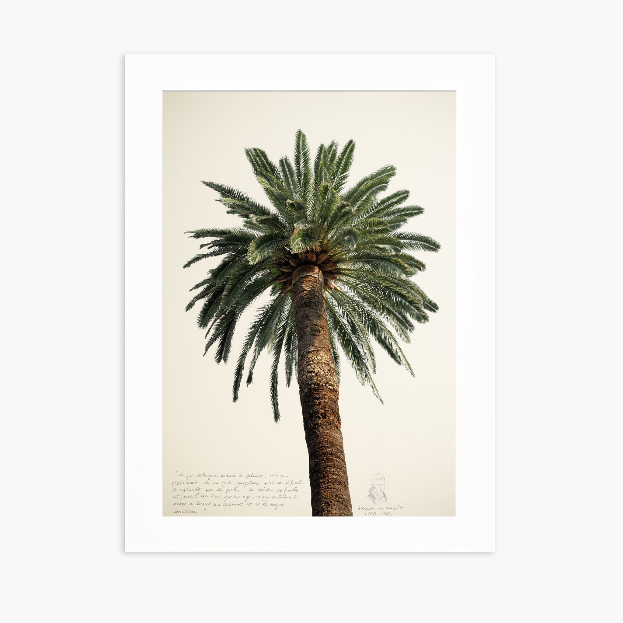 Grands Palmiers 1