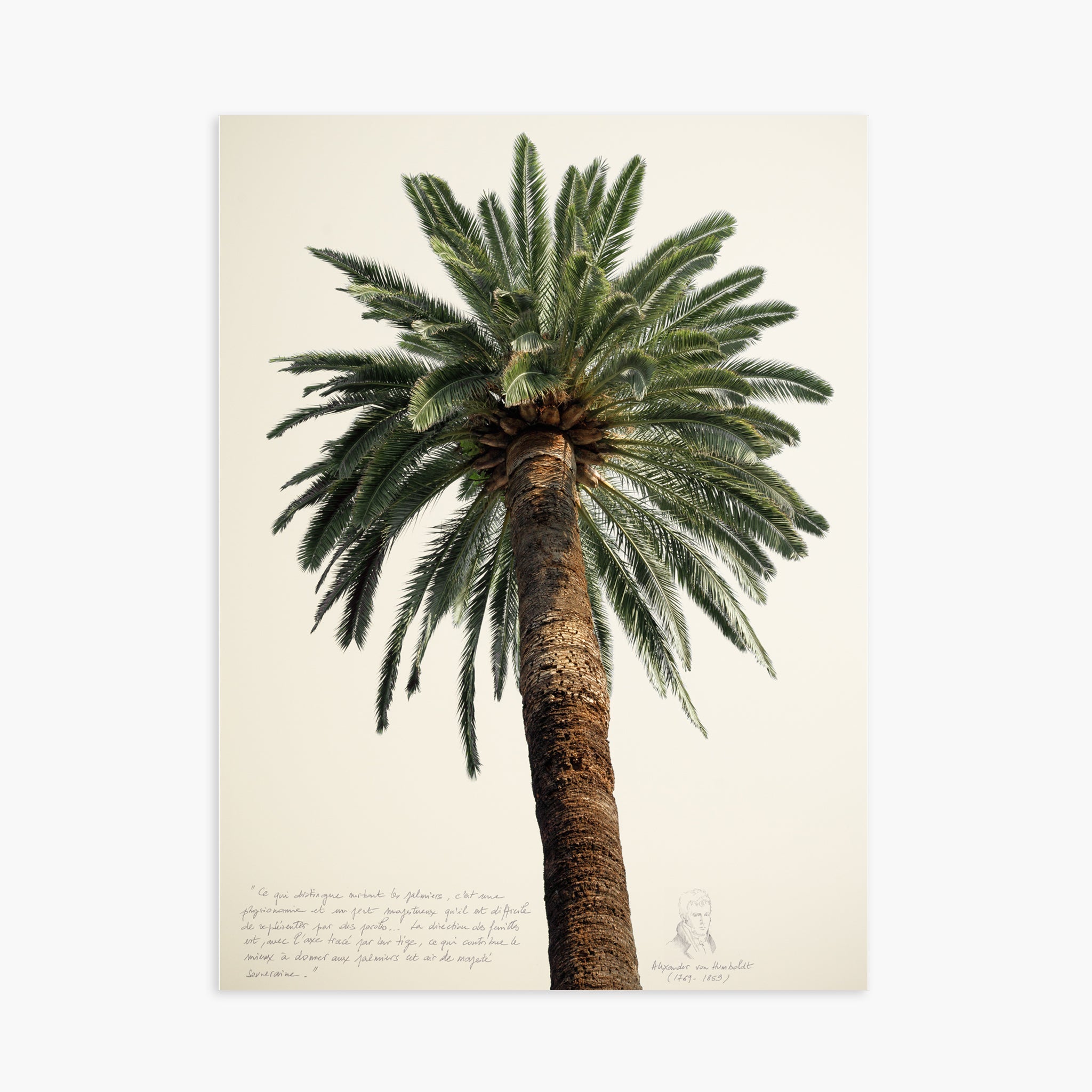 Grands Palmiers 1