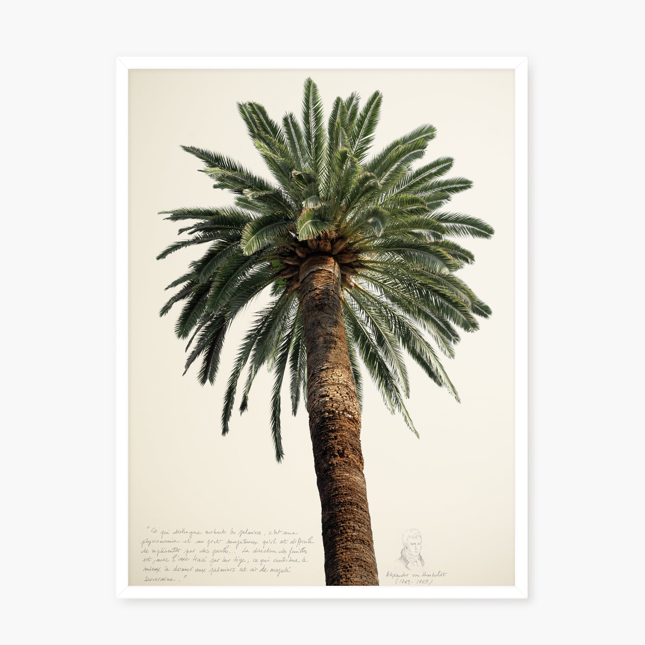 Grands Palmiers 1