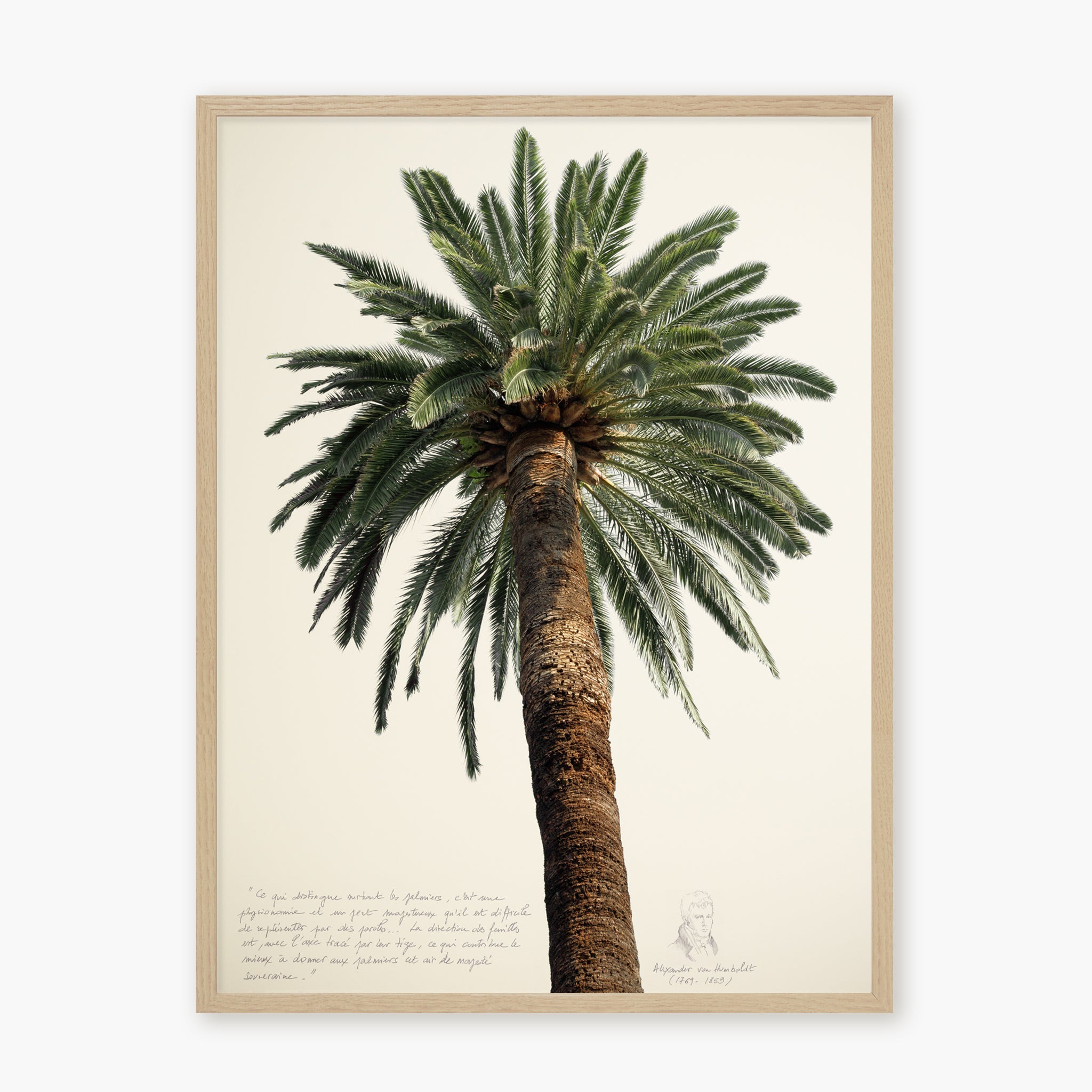 Grands Palmiers 1