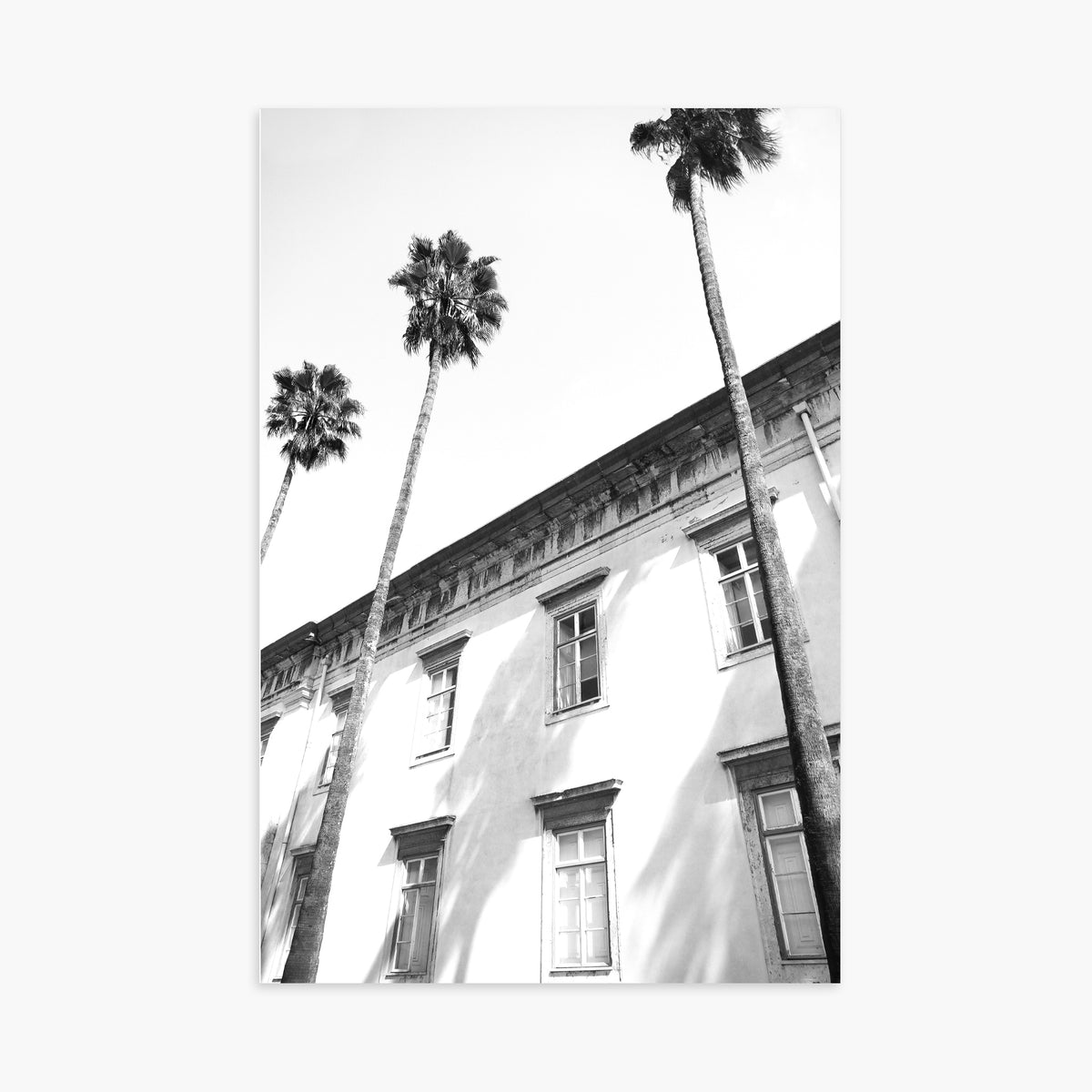 Architectural palm trees