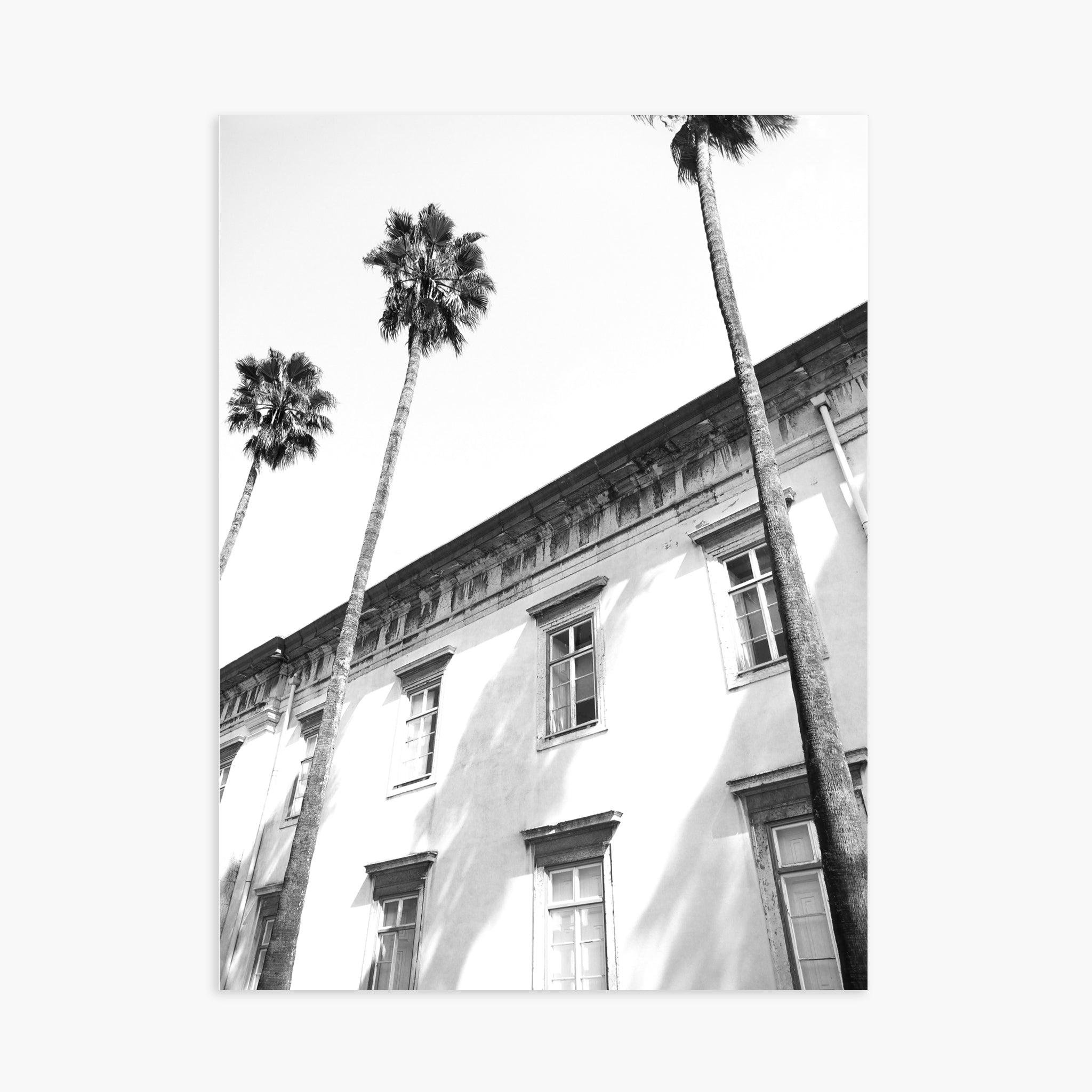 Architectural palm trees