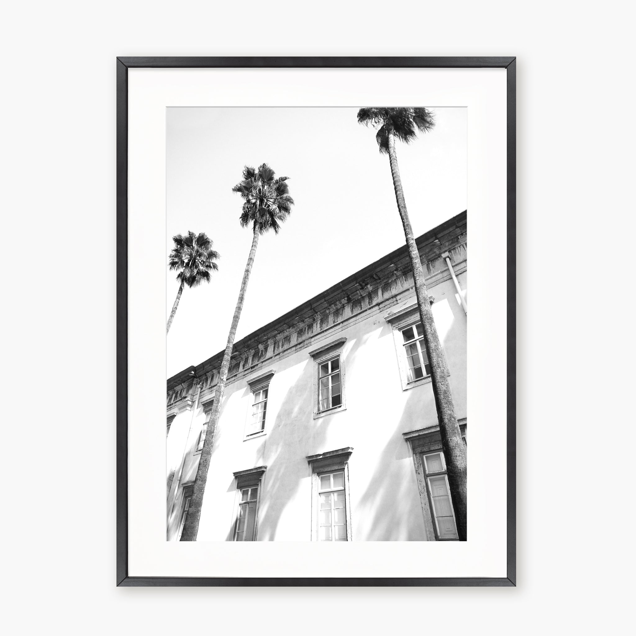 Architectural palm trees