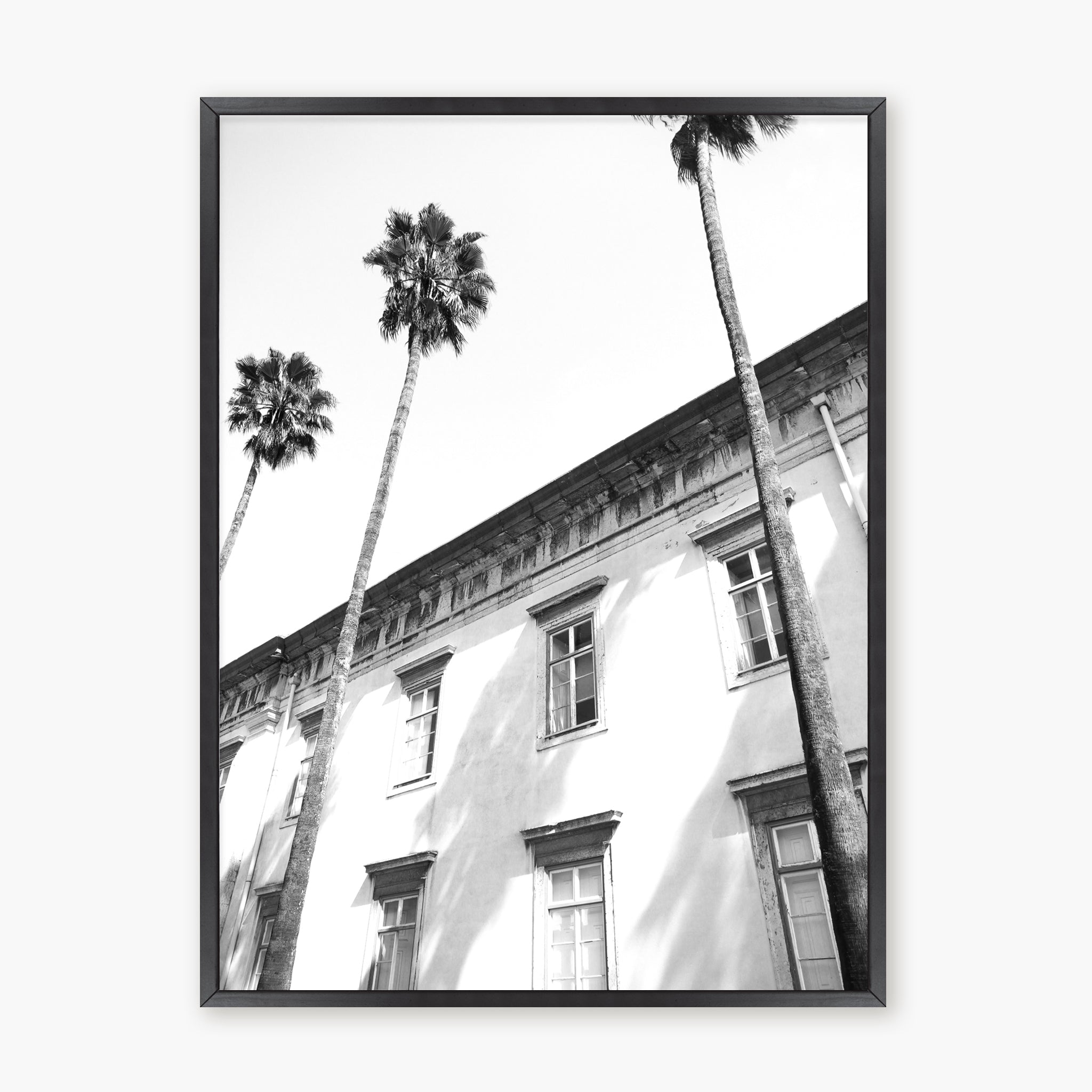 Architectural palm trees