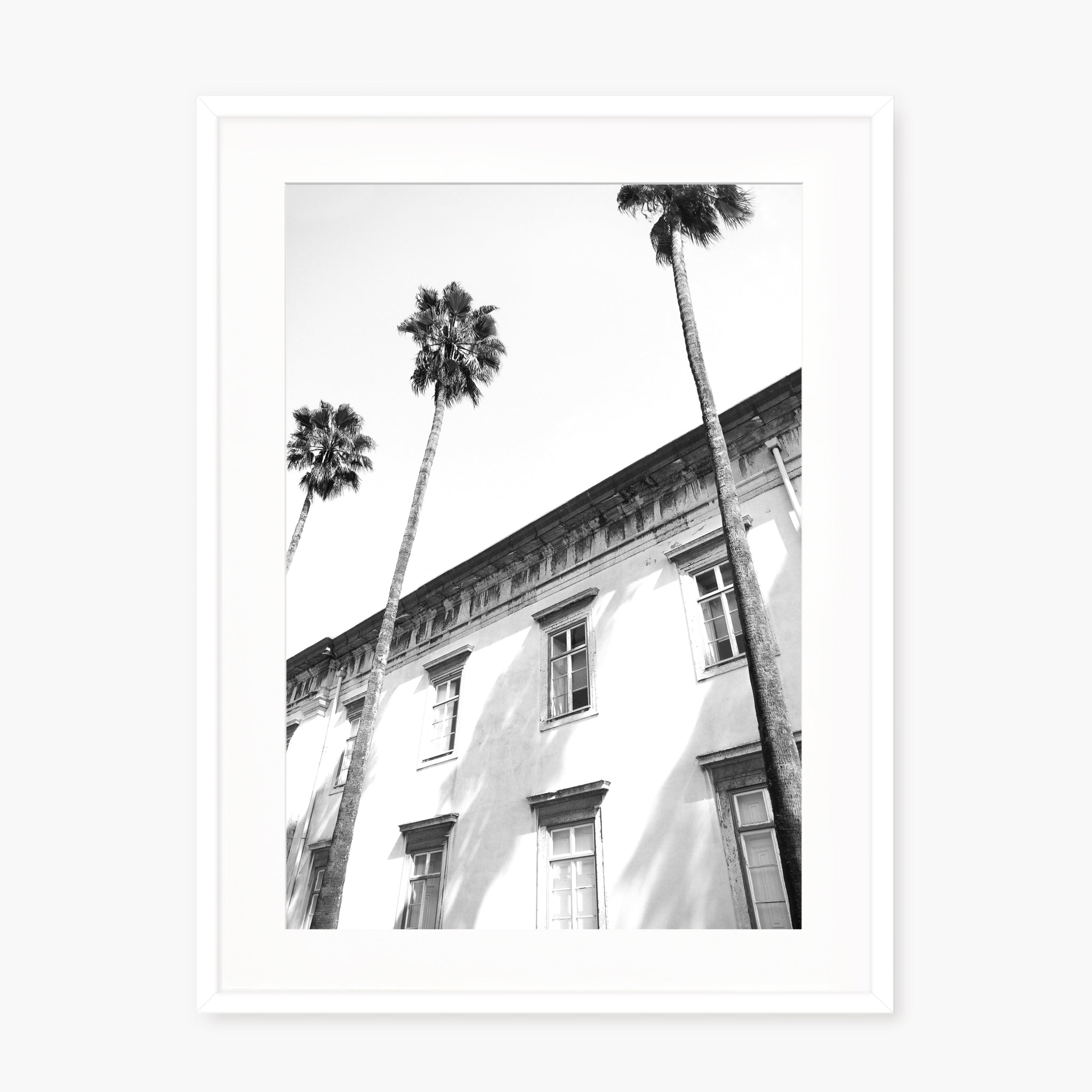 Architectural palm trees