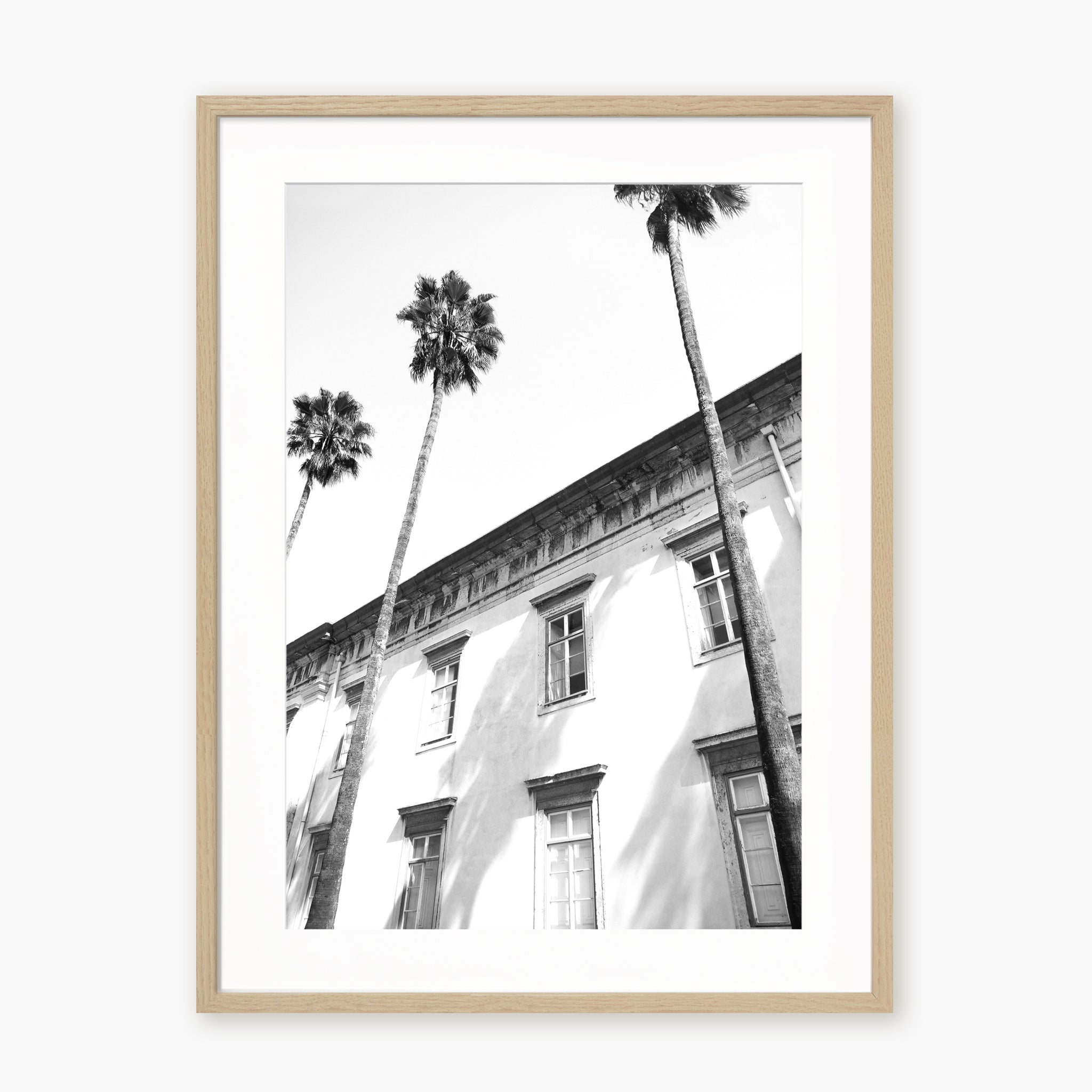 Architectural palm trees