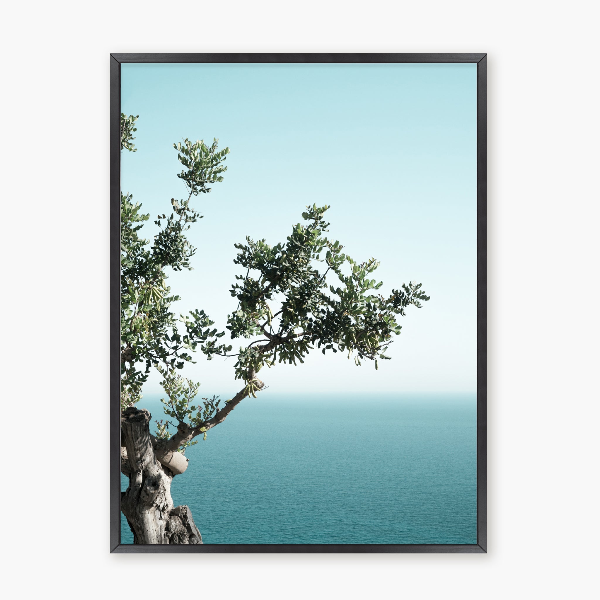 Seaside Oak