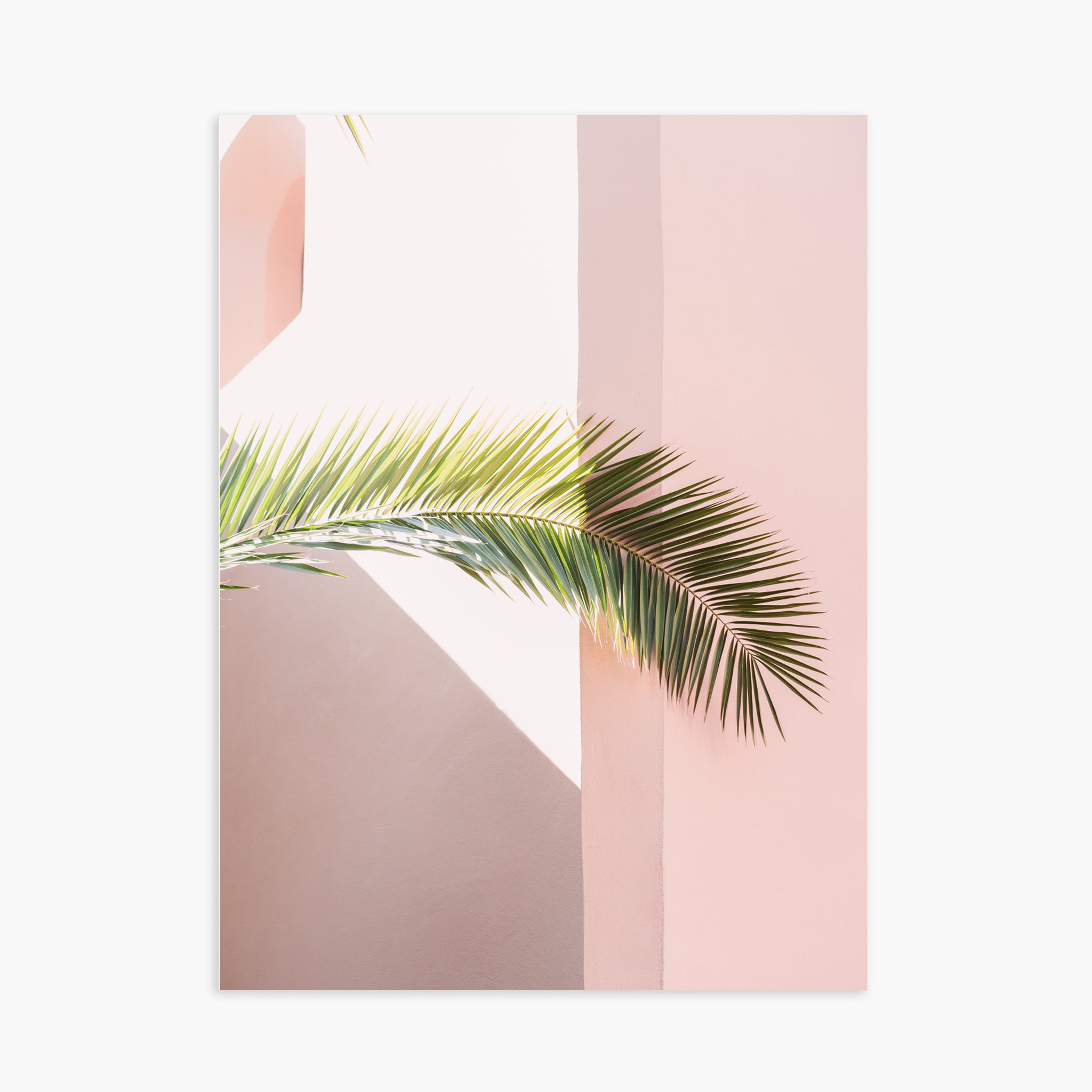 Pink palm