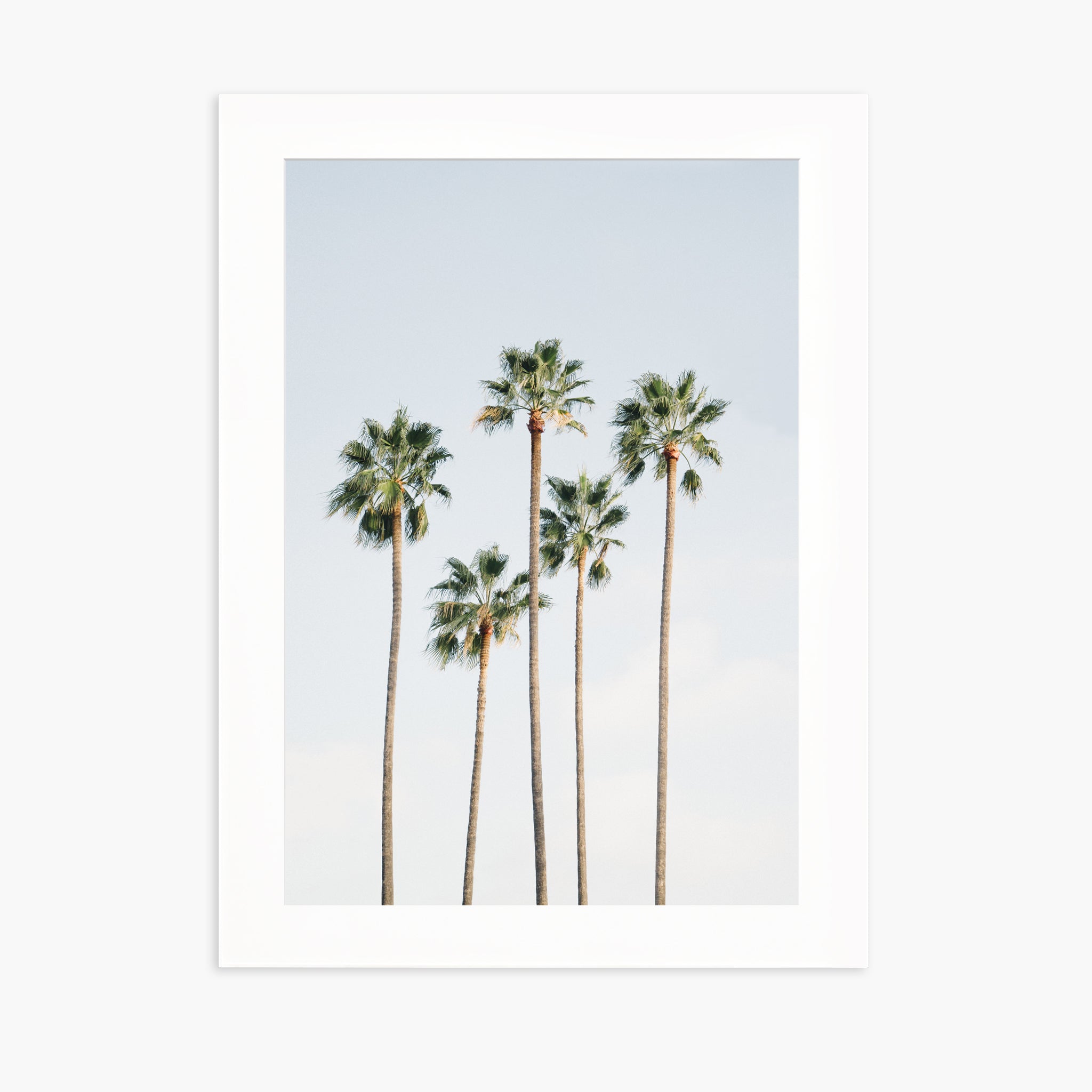 Regal Palm Trees