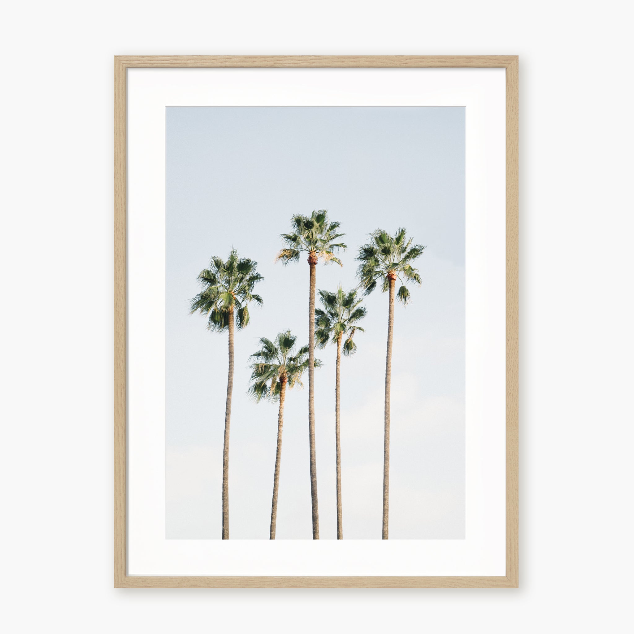 Regal Palm Trees