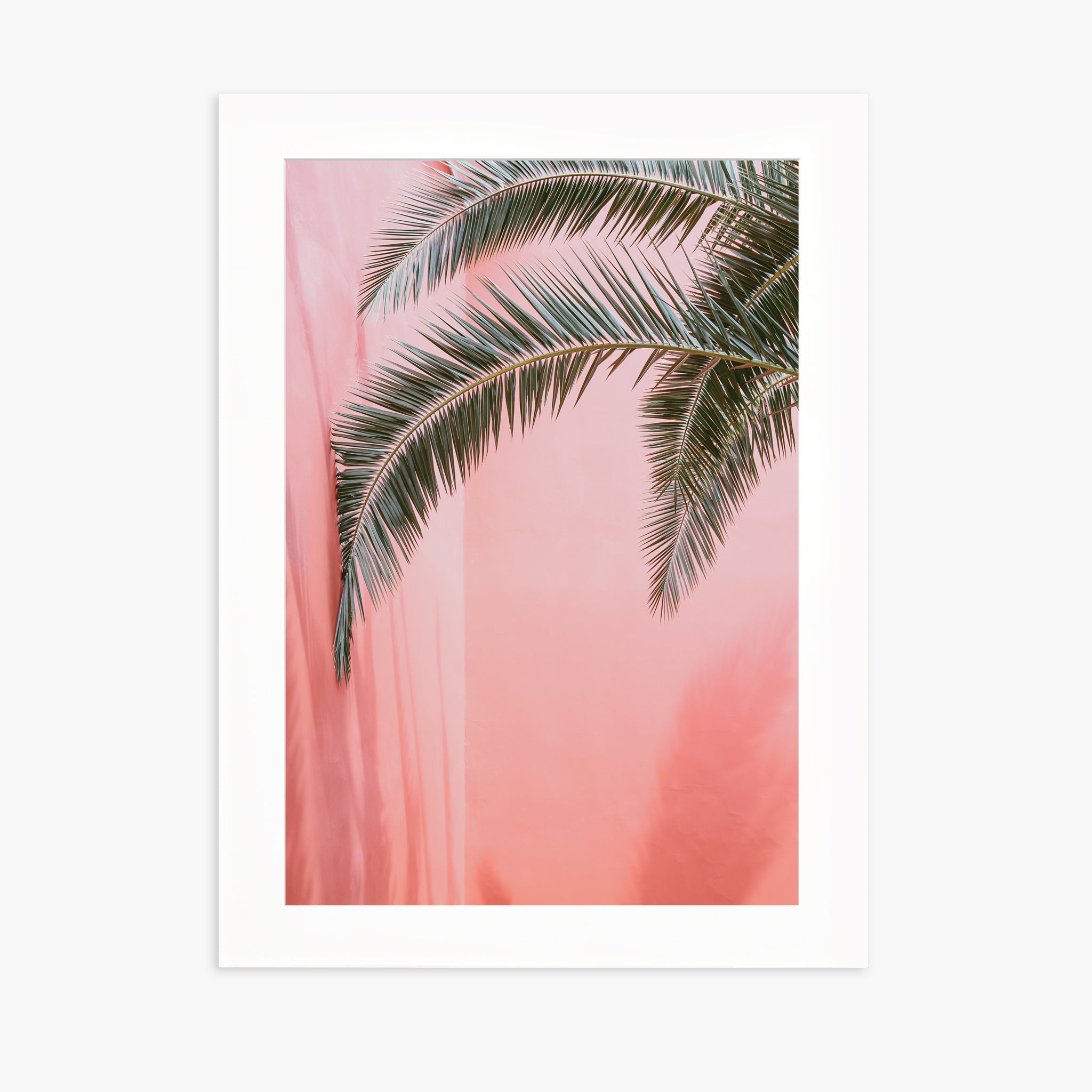Palm on pink n.2