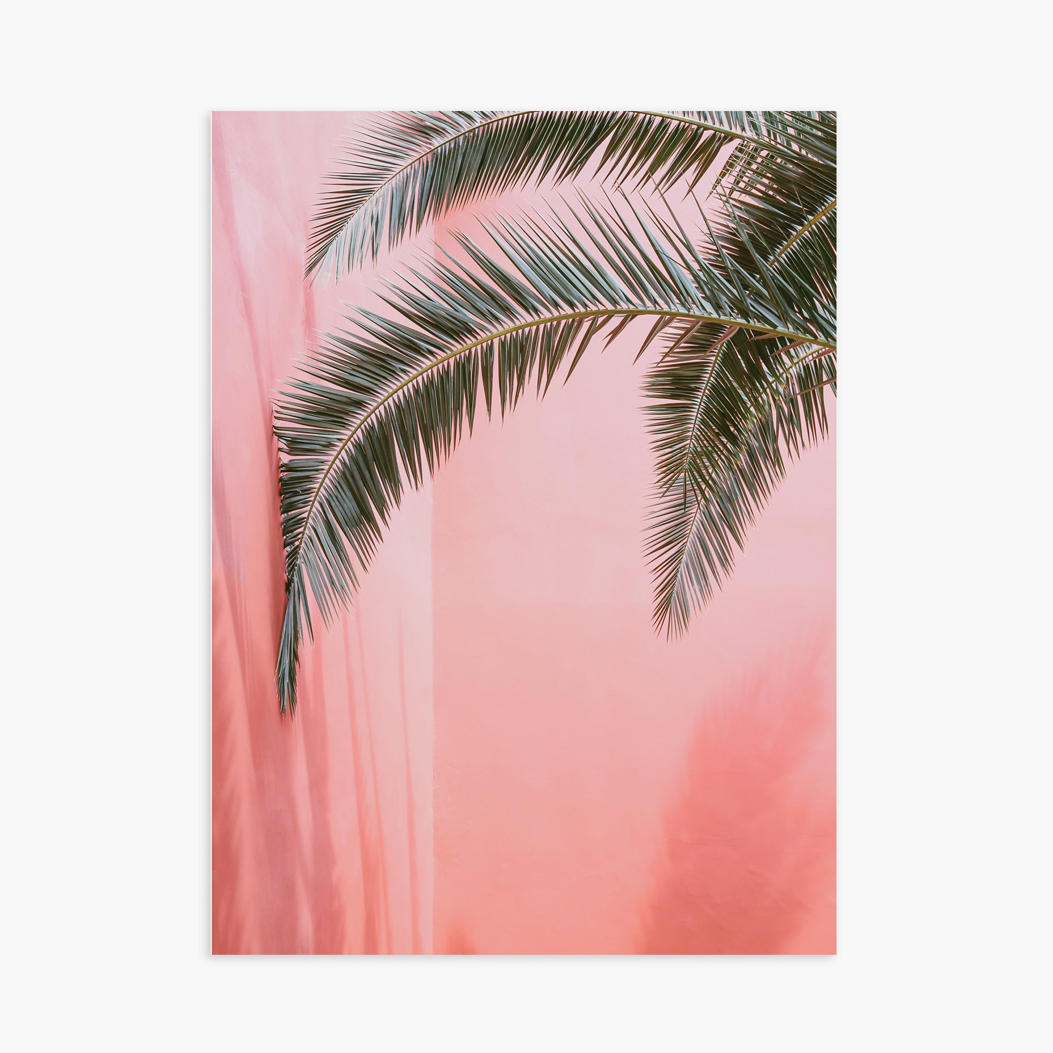 Palm on pink n.2