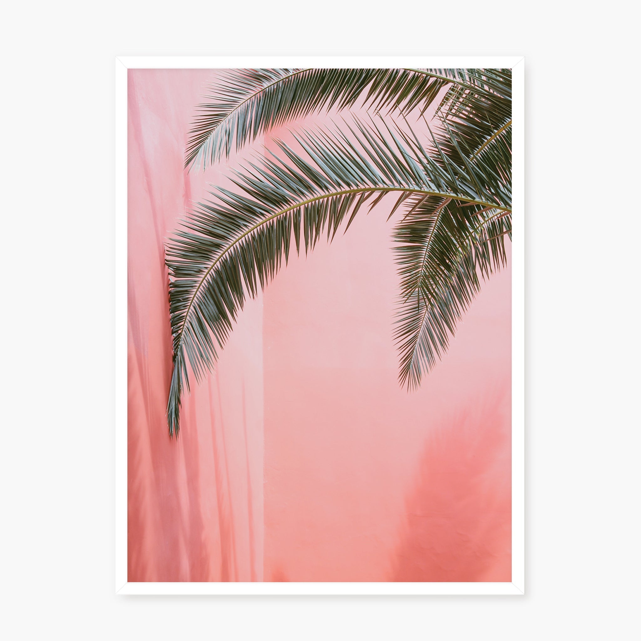 Palm on pink n.2