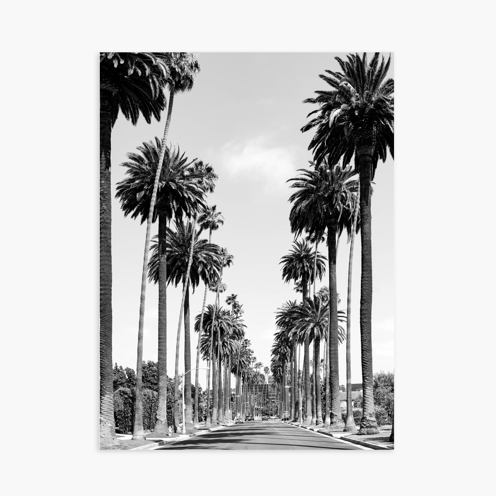 Palms of Beverly Hills