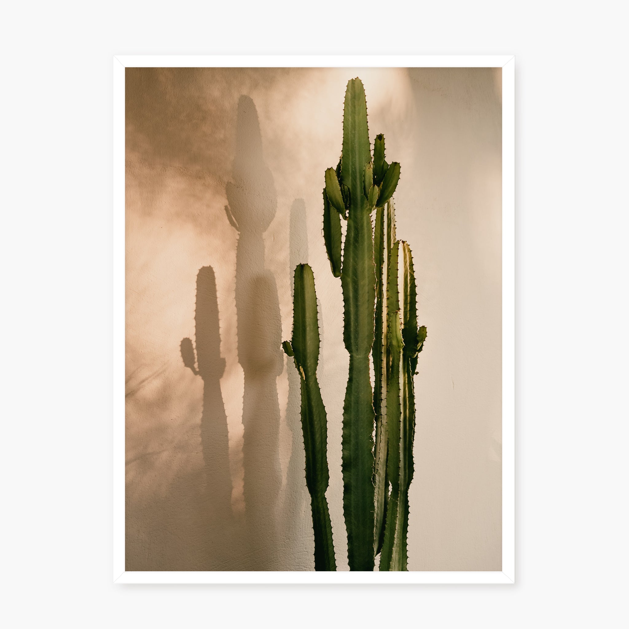 Cactus Shadow