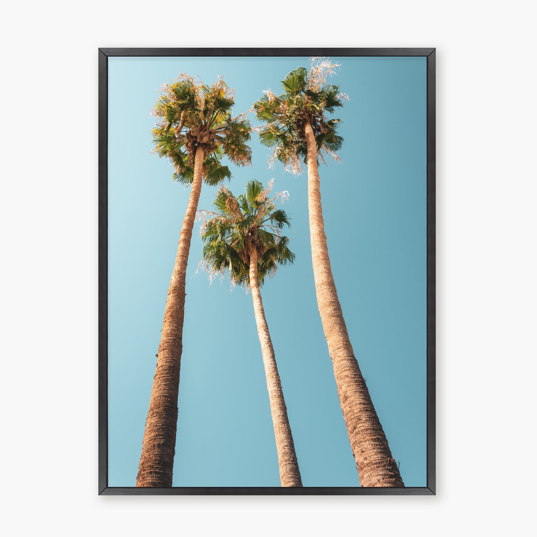 Under the Palms