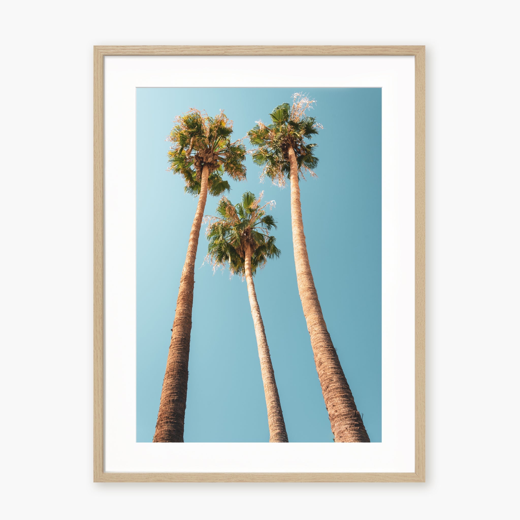 Under the Palms