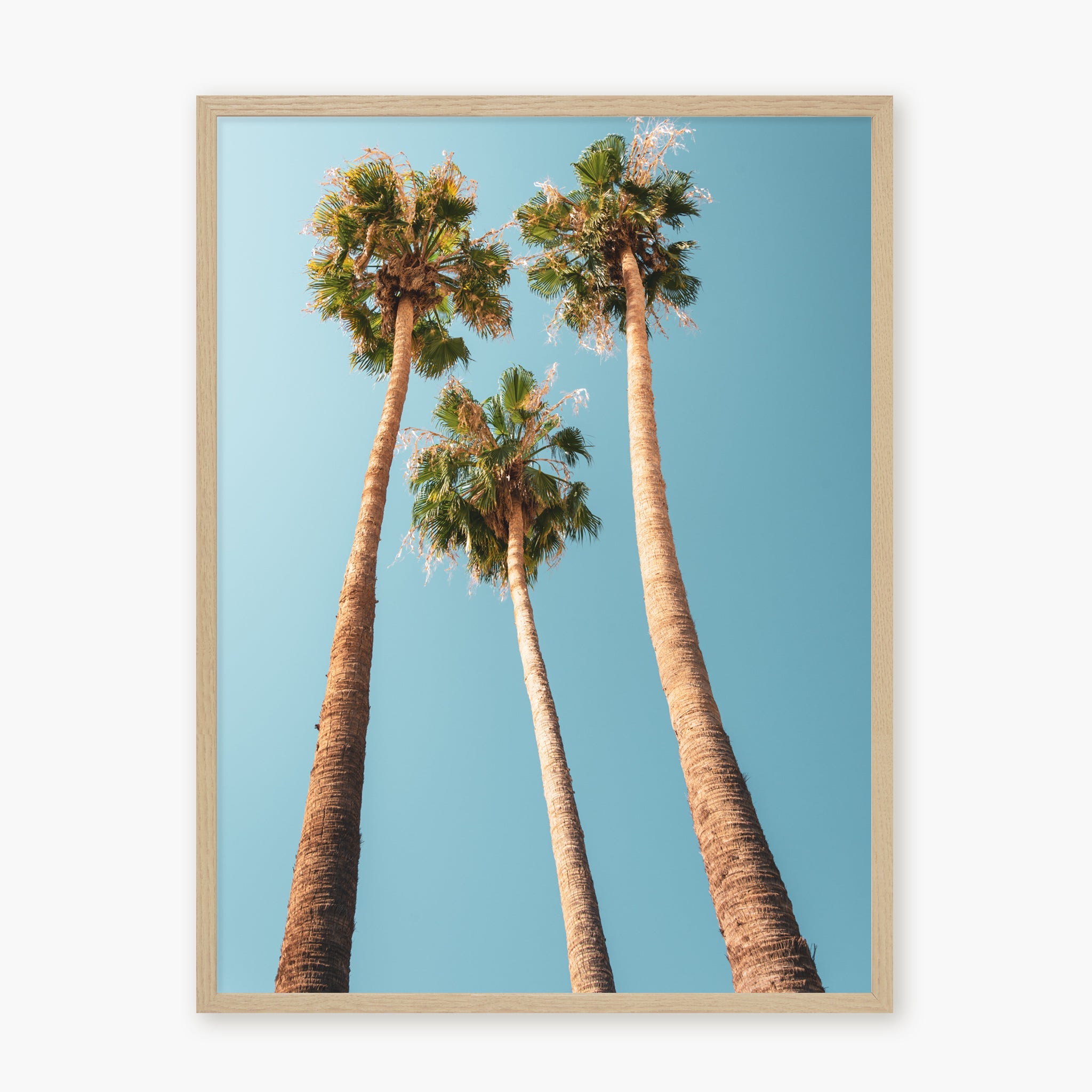 Under the Palms