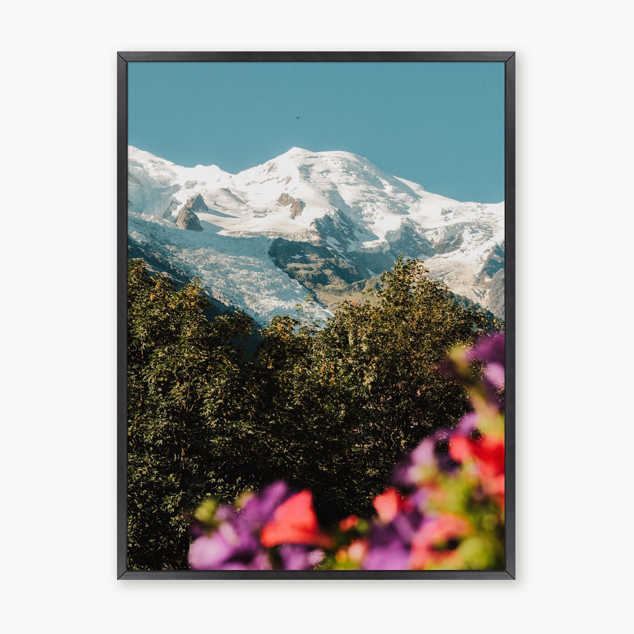 Mont Blanc fleuri