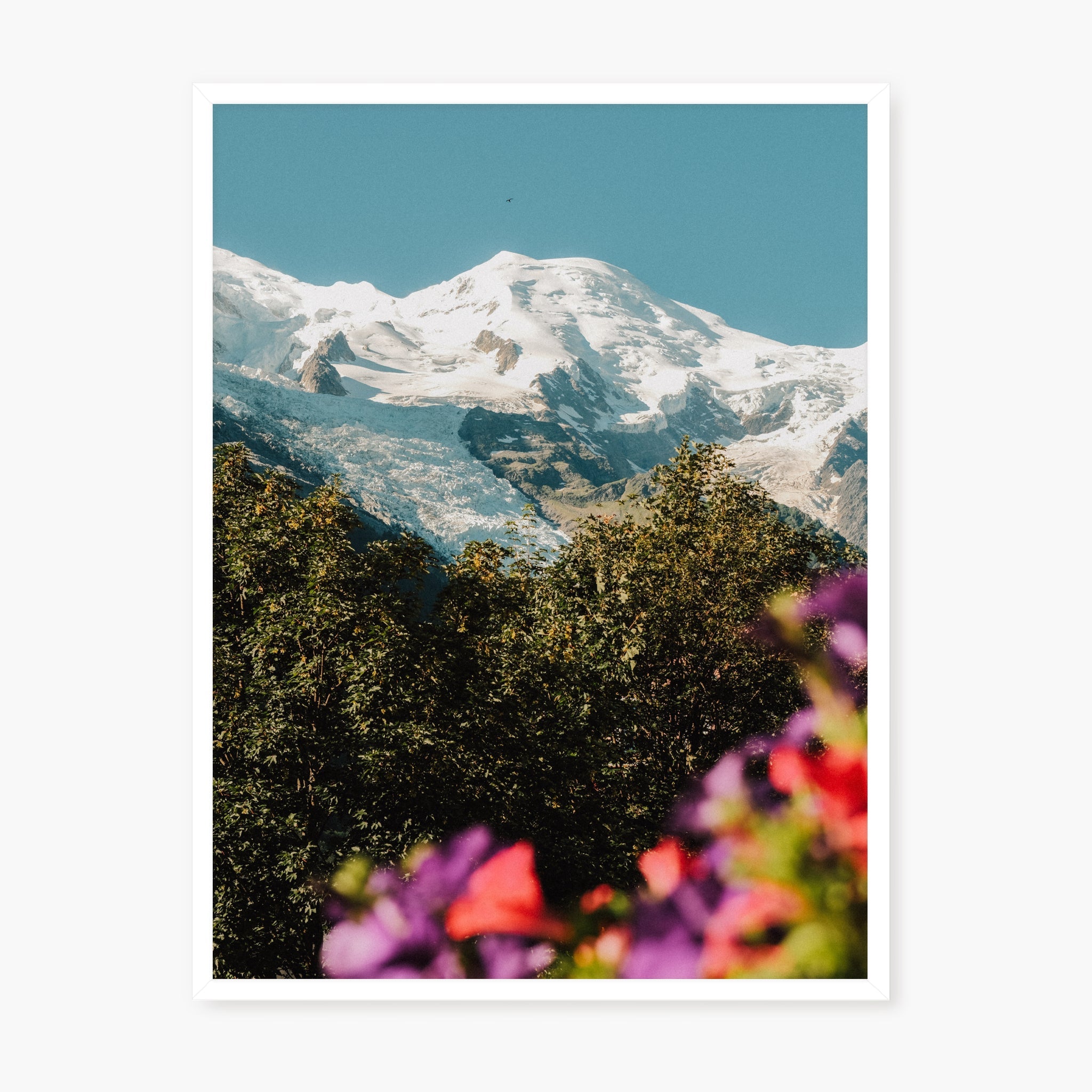 Mont Blanc fleuri