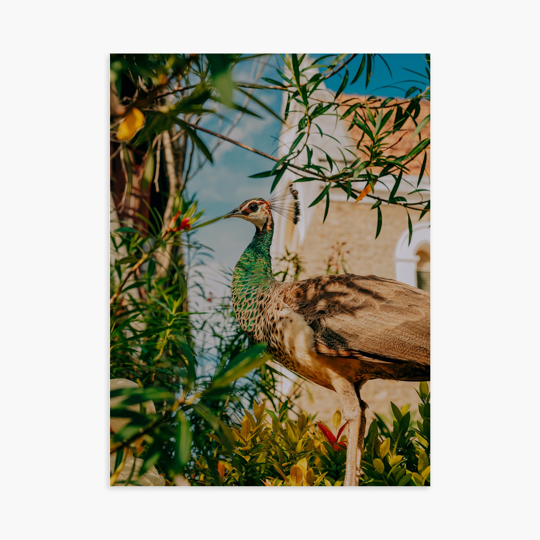 Hidden Peacock