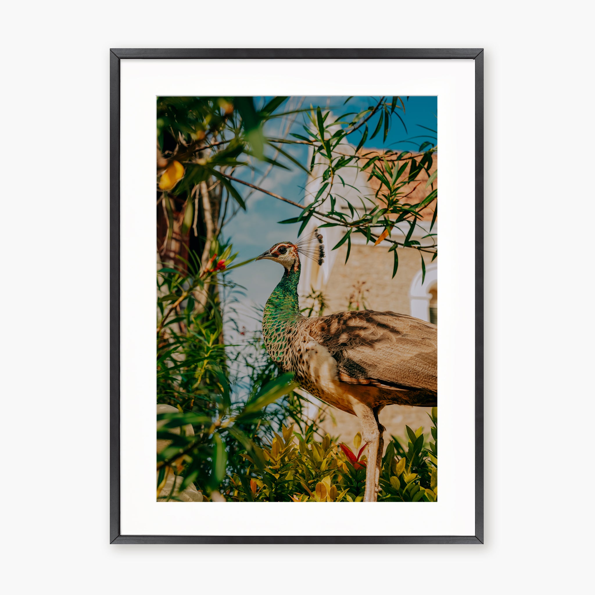 Hidden Peacock