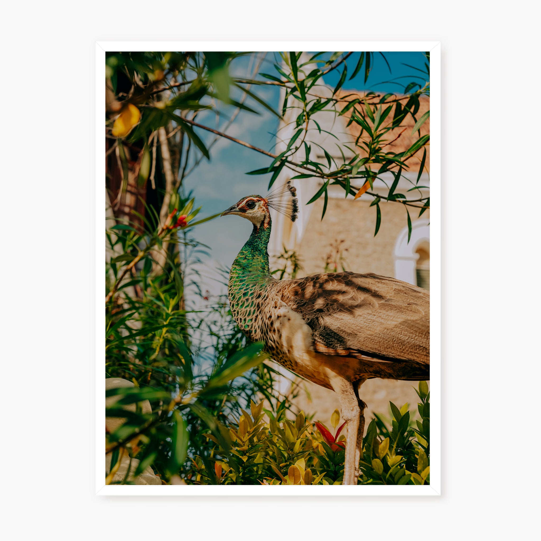 Hidden Peacock