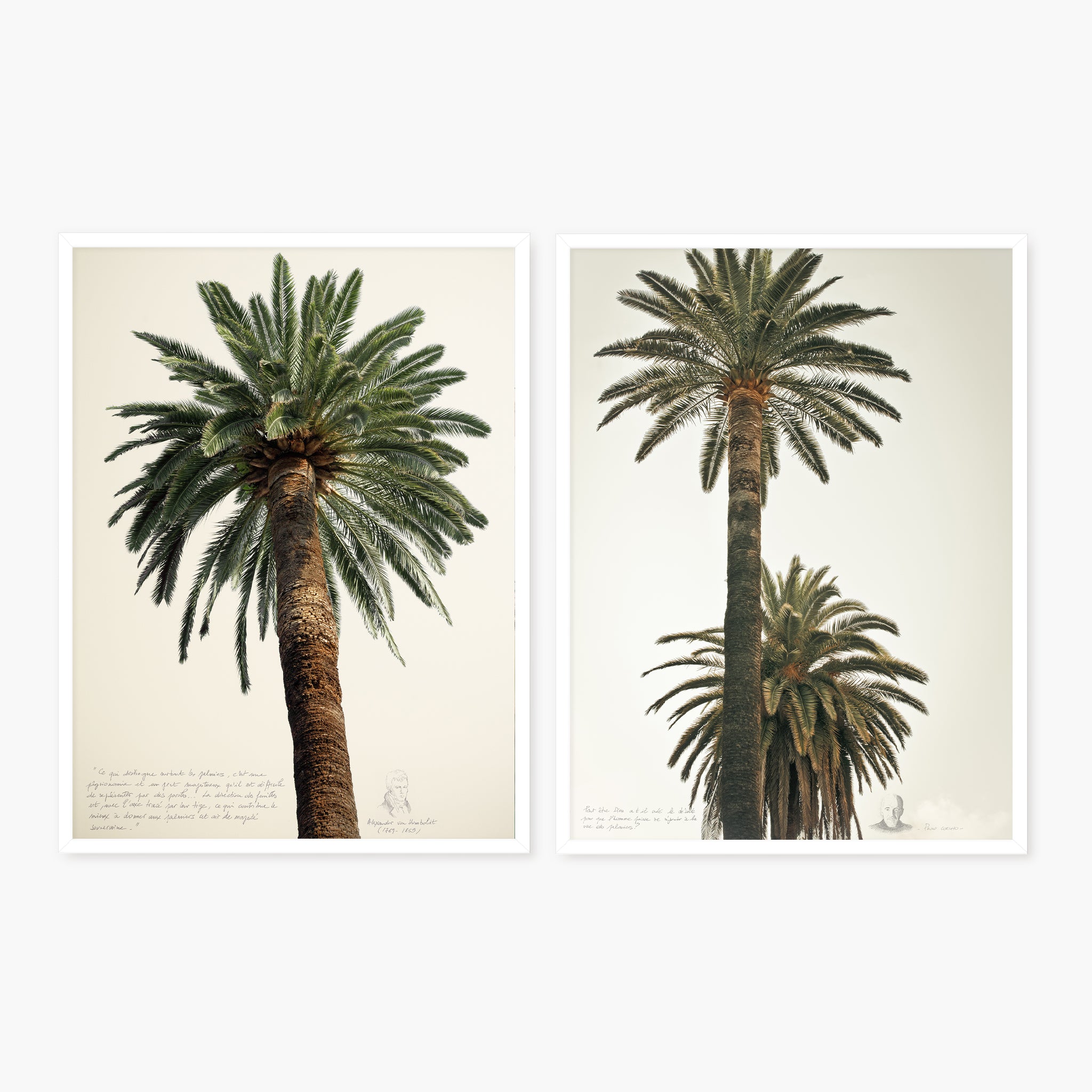 Diptyque - Grands palmiers