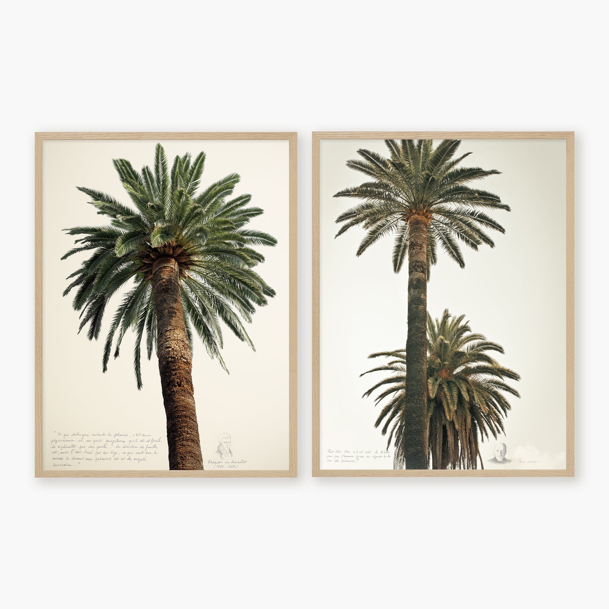 Diptyque - Grands palmiers