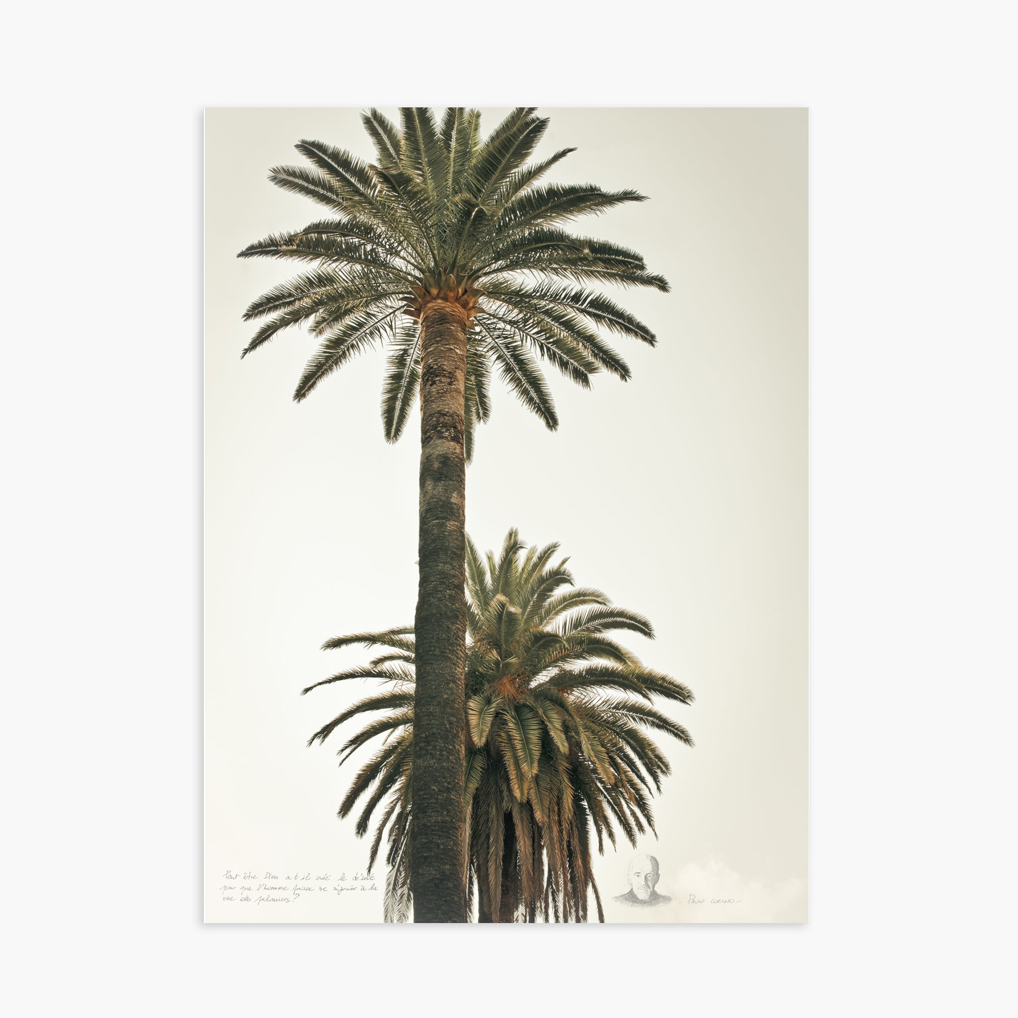 Grands Palmiers 2