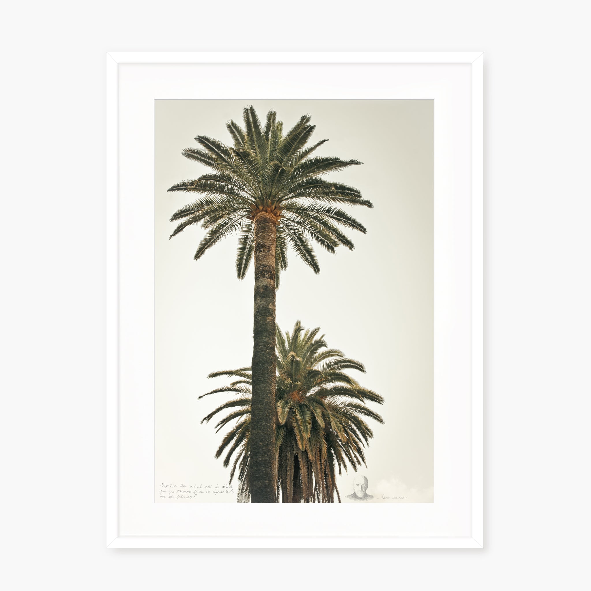 Grands Palmiers 2