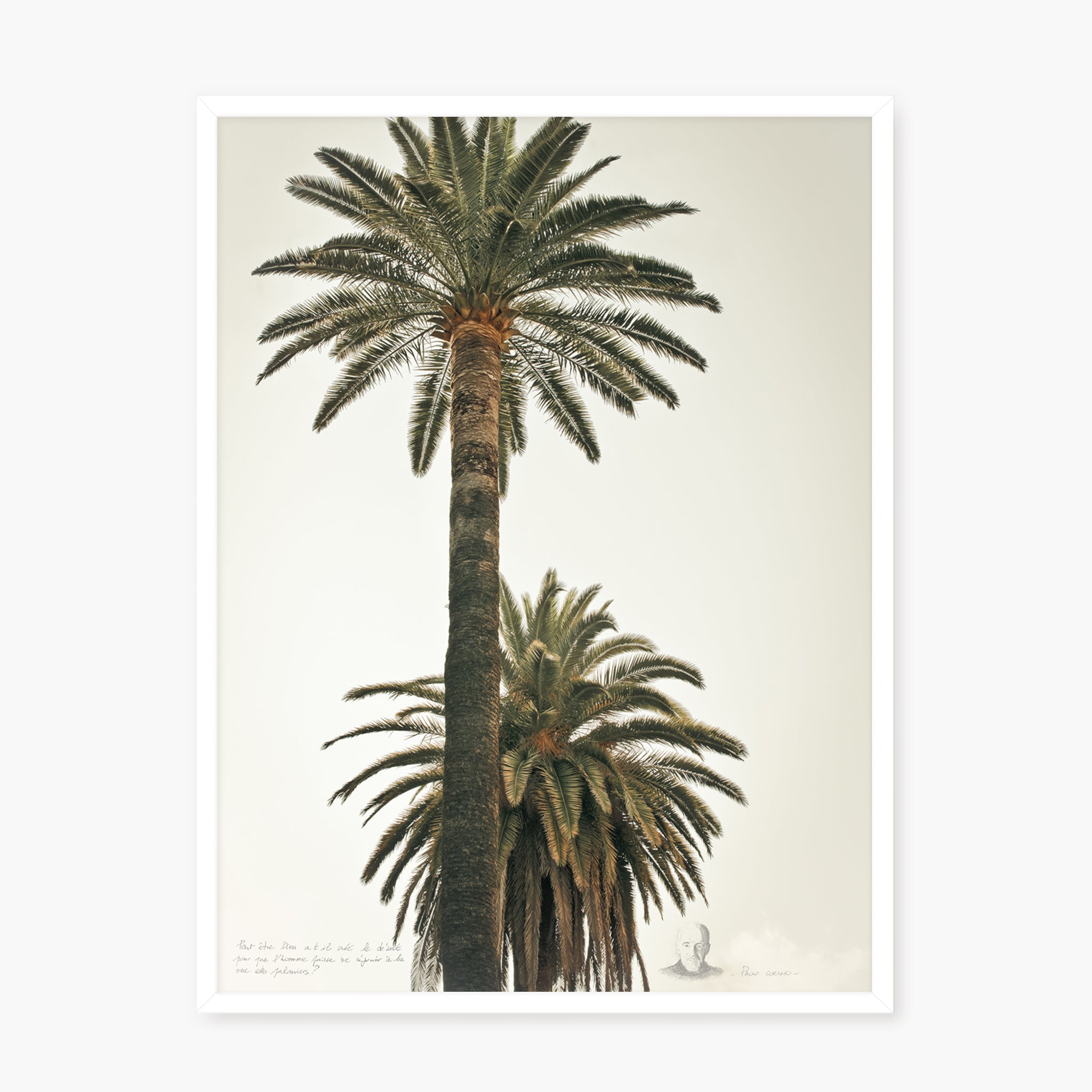 Grands Palmiers 2