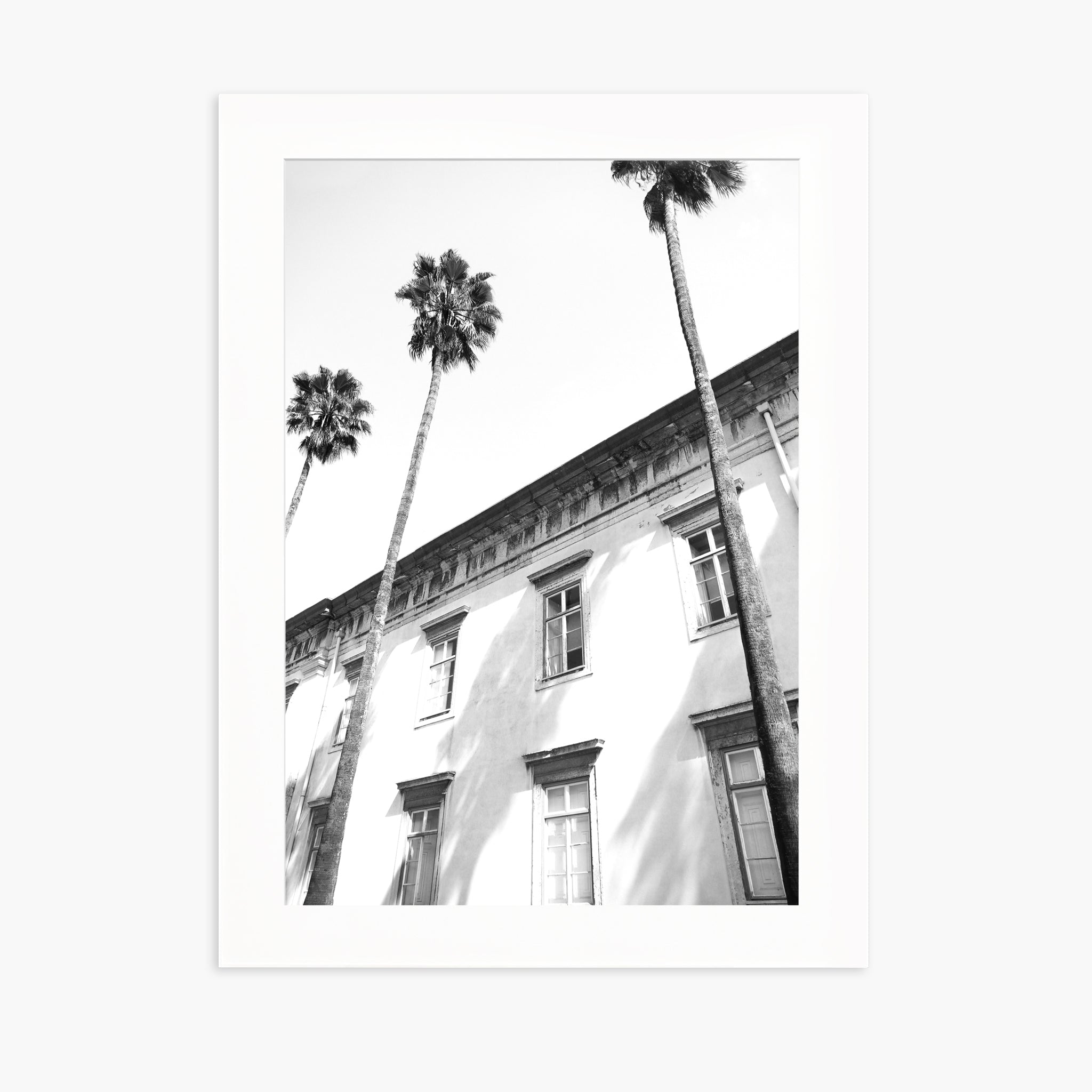 Architectural palm trees