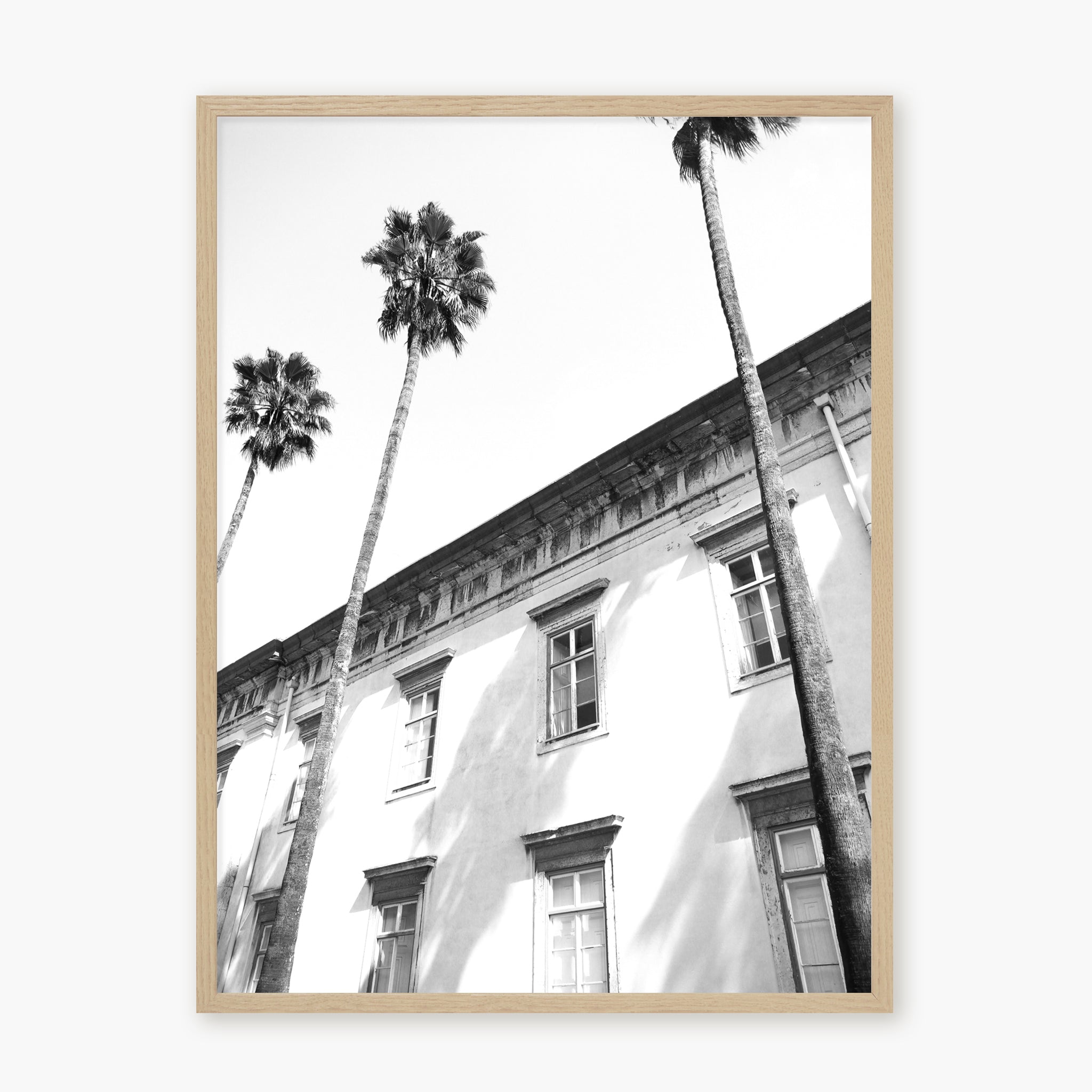 Architectural palm trees