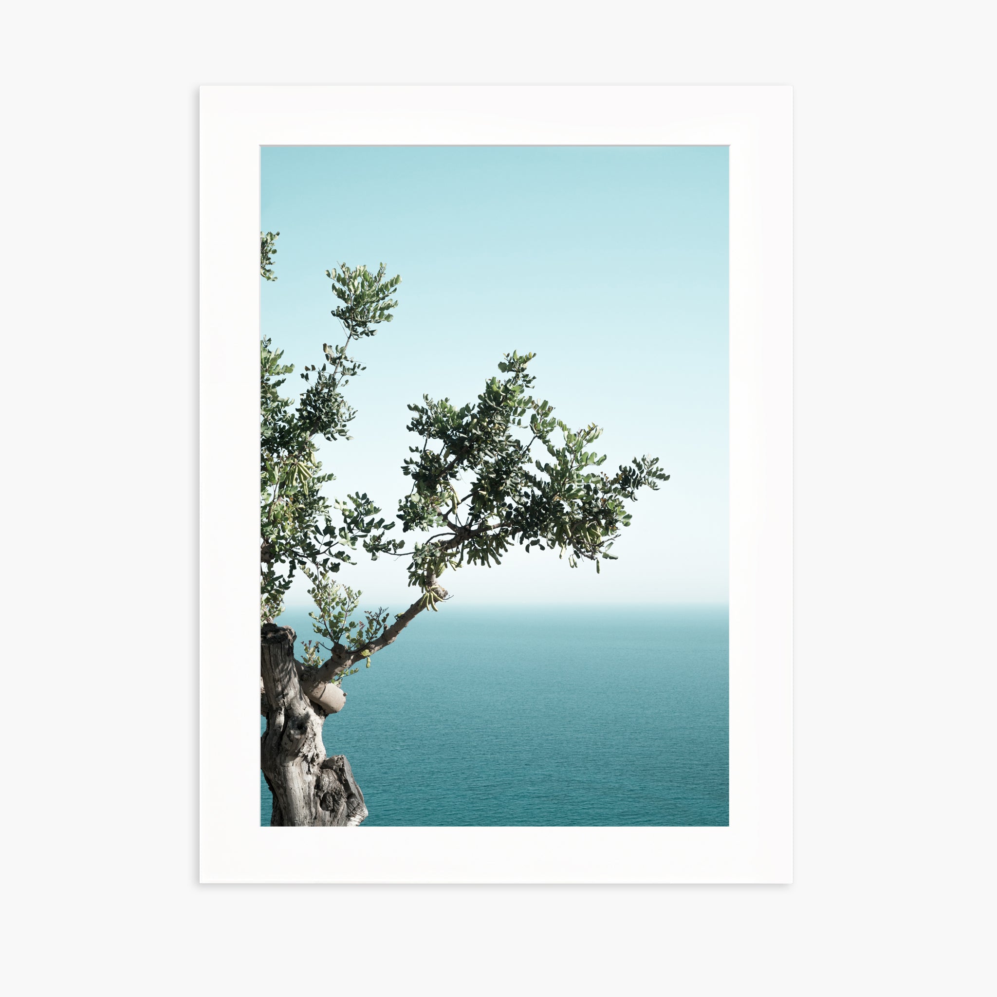 Seaside Oak