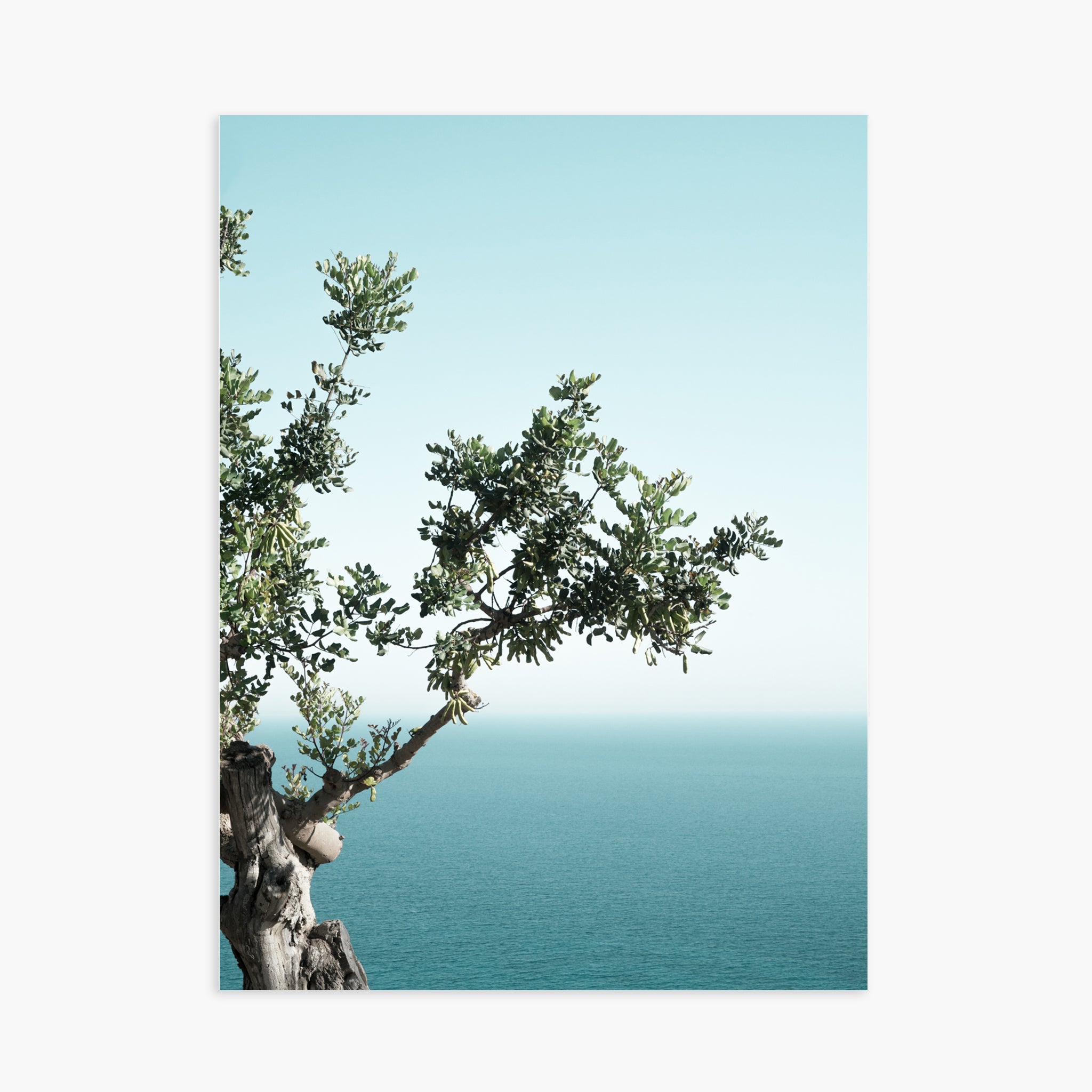 Seaside Oak