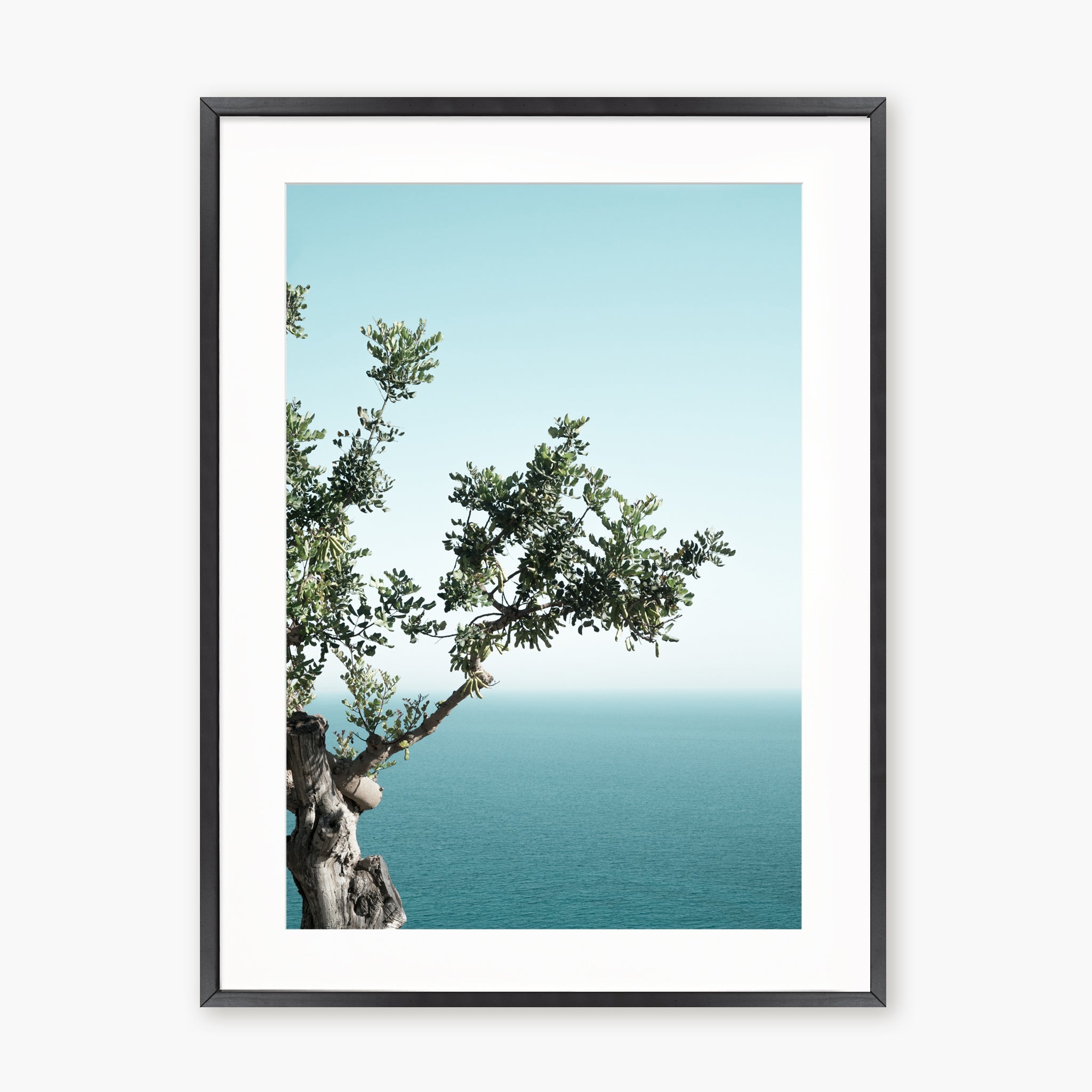 Seaside Oak