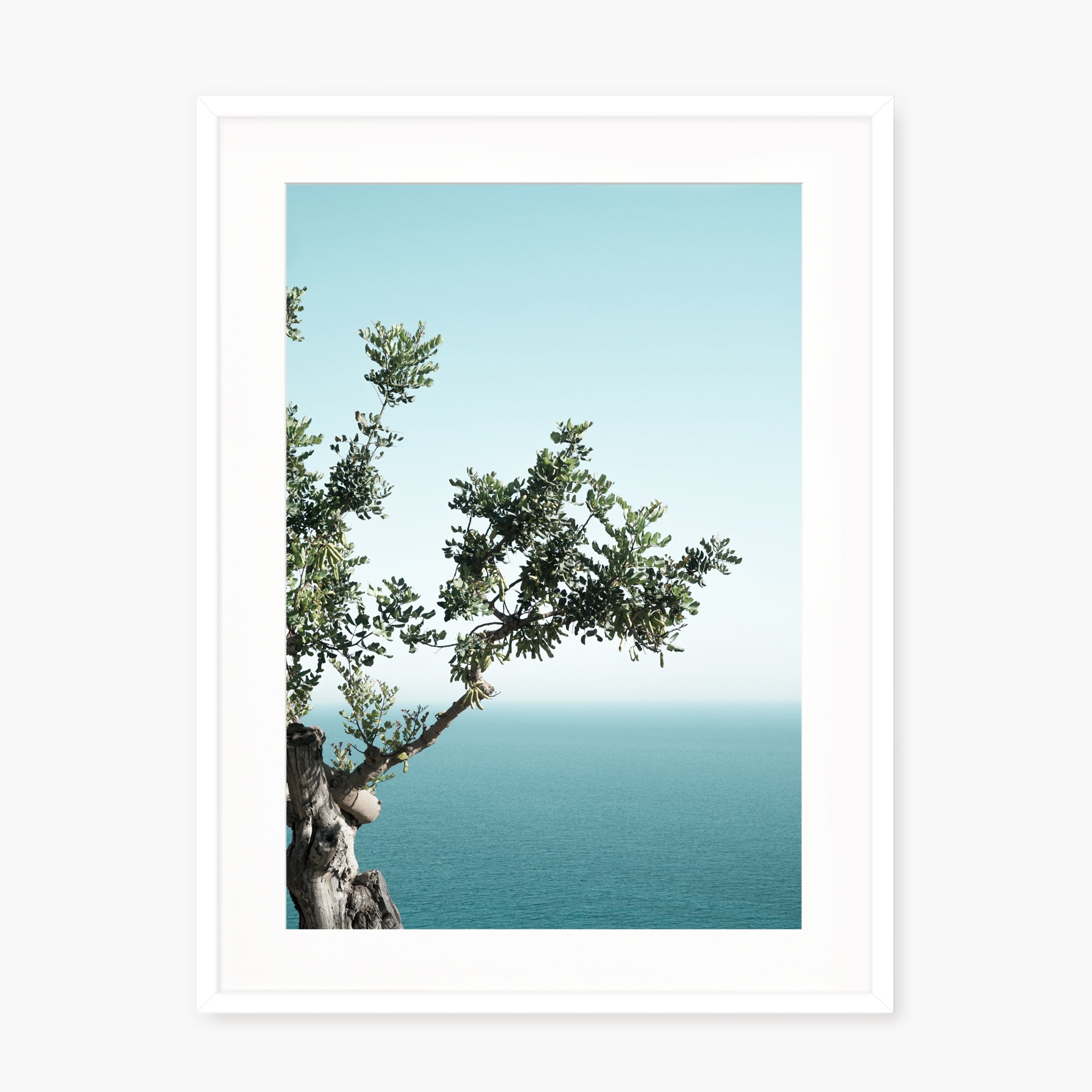 Seaside Oak