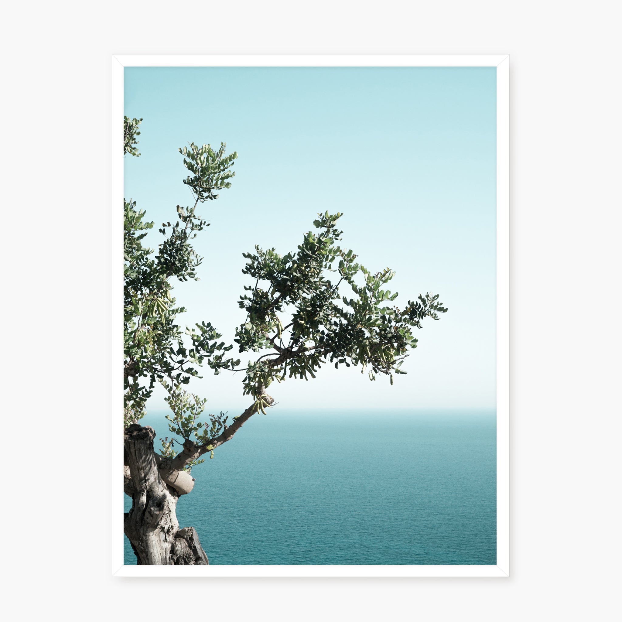 Seaside Oak