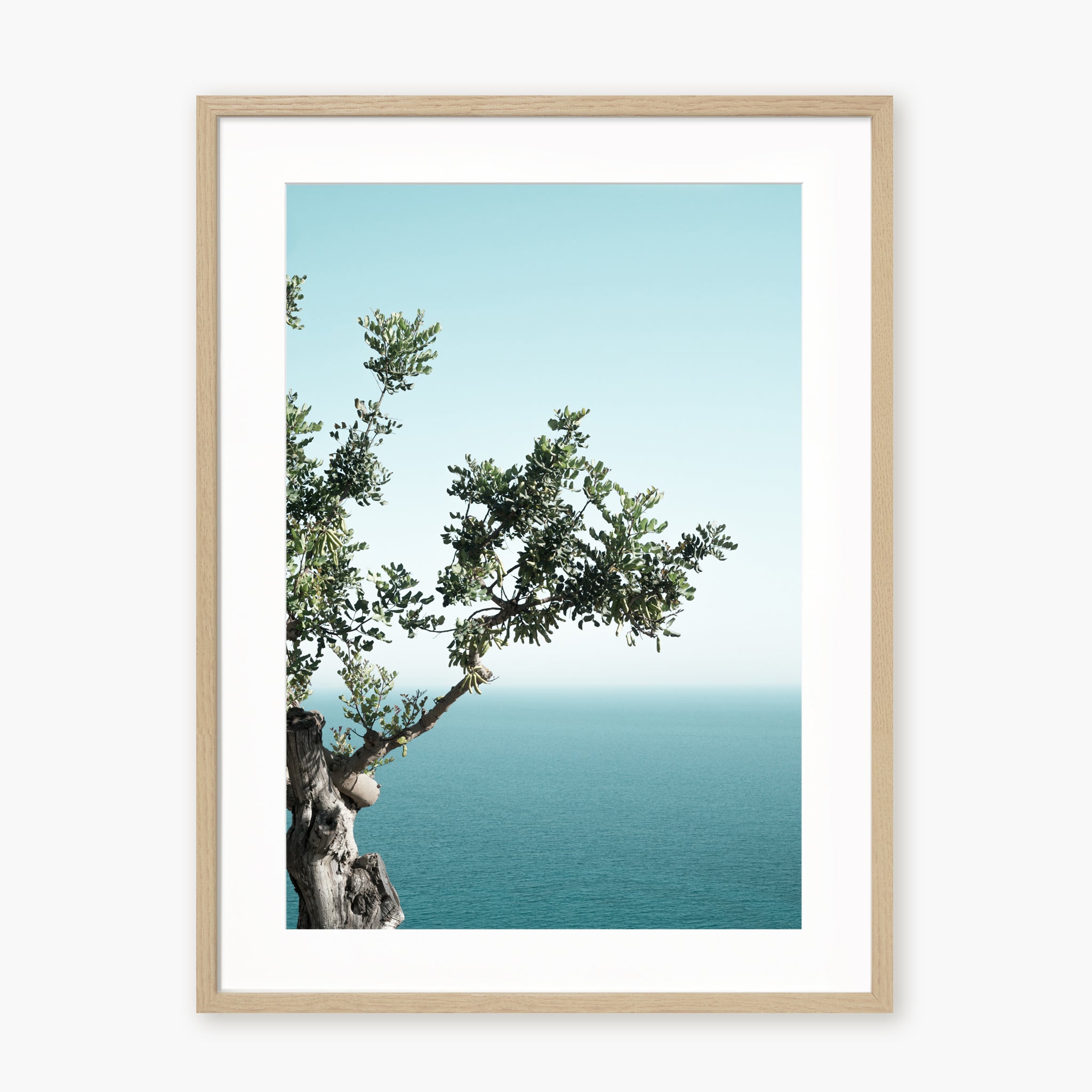 Seaside Oak