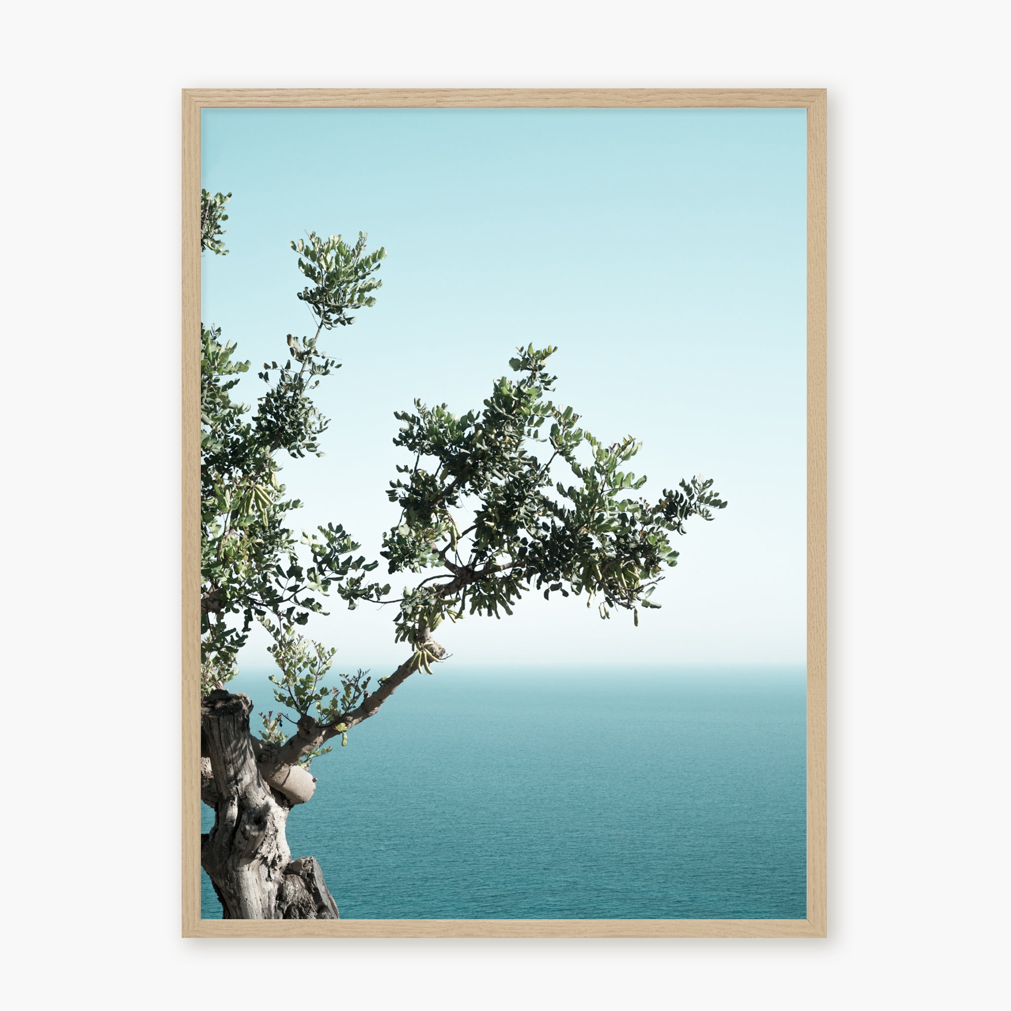 Seaside Oak
