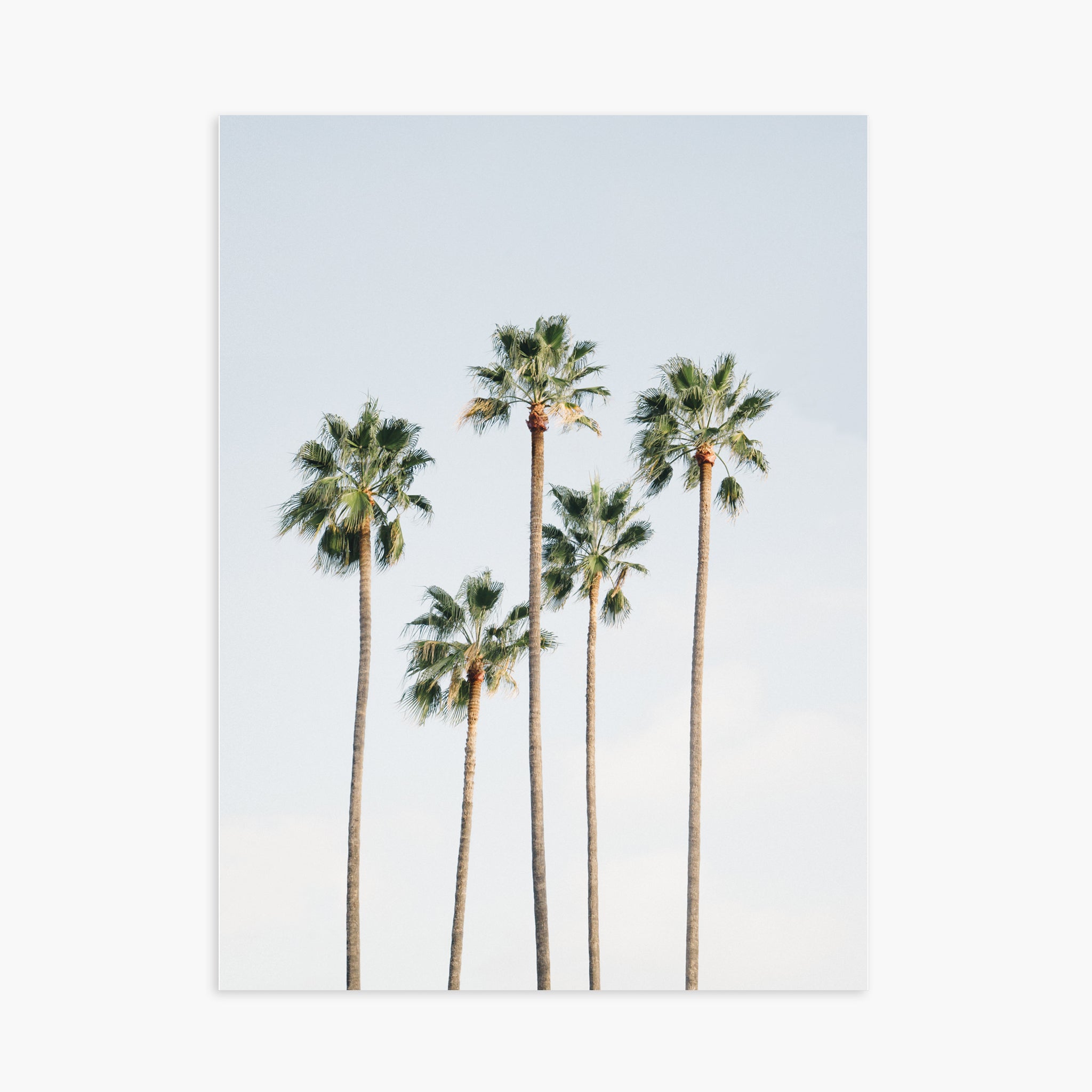 Regal Palm Trees