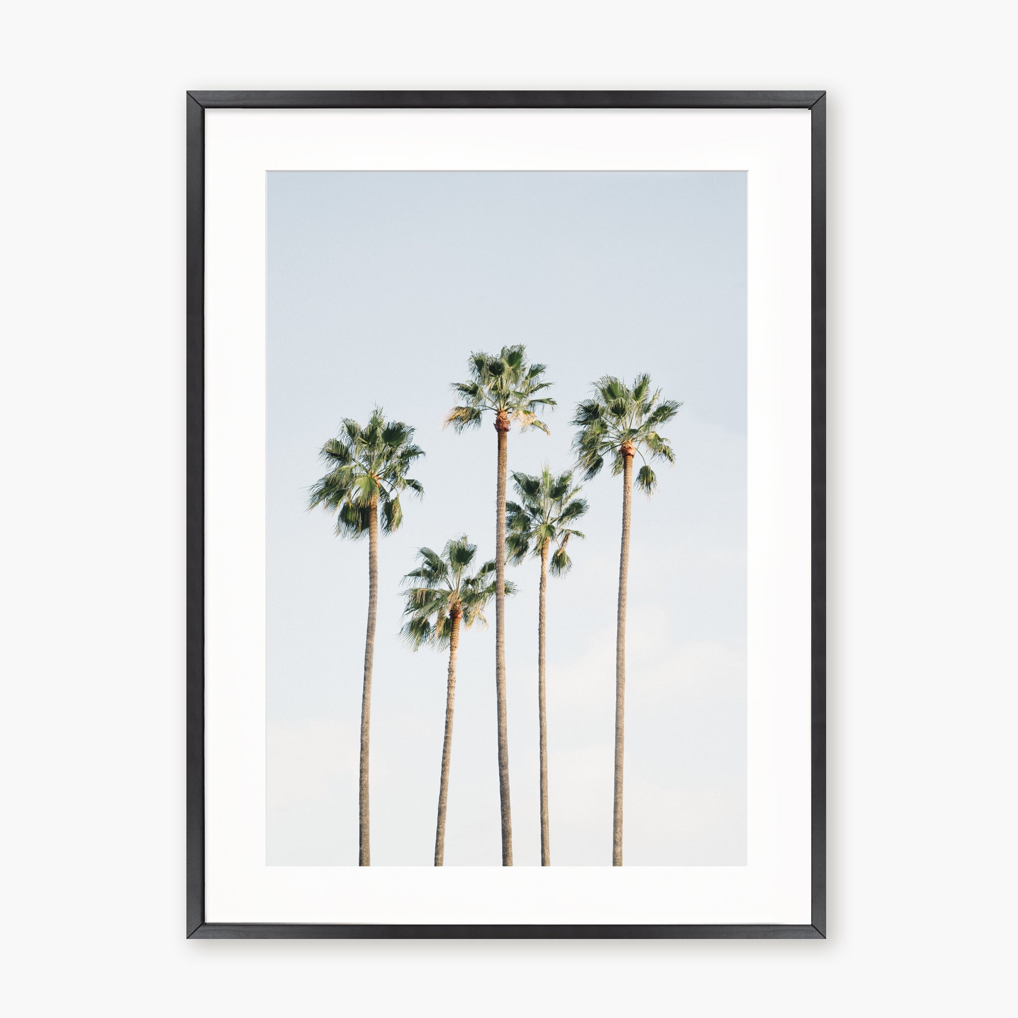 Regal Palm Trees