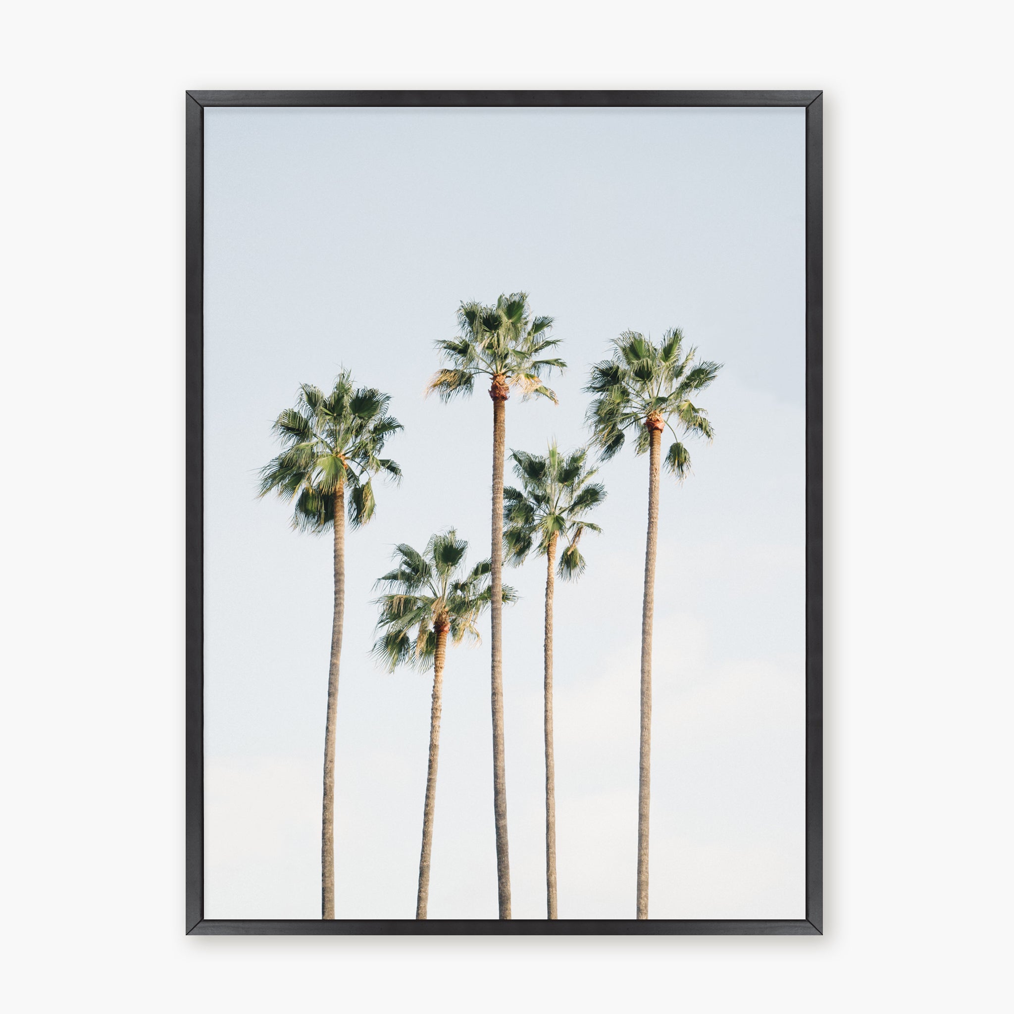 Regal Palm Trees