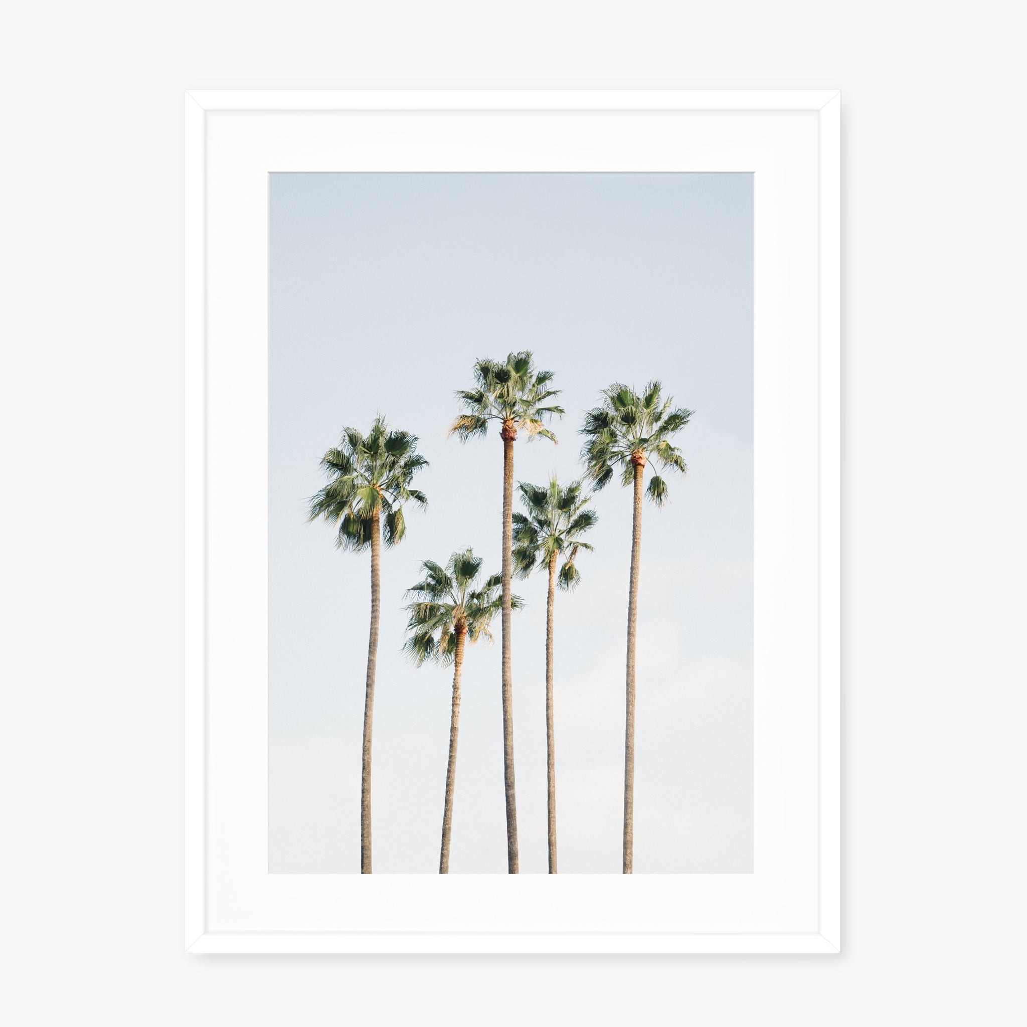 Regal Palm Trees