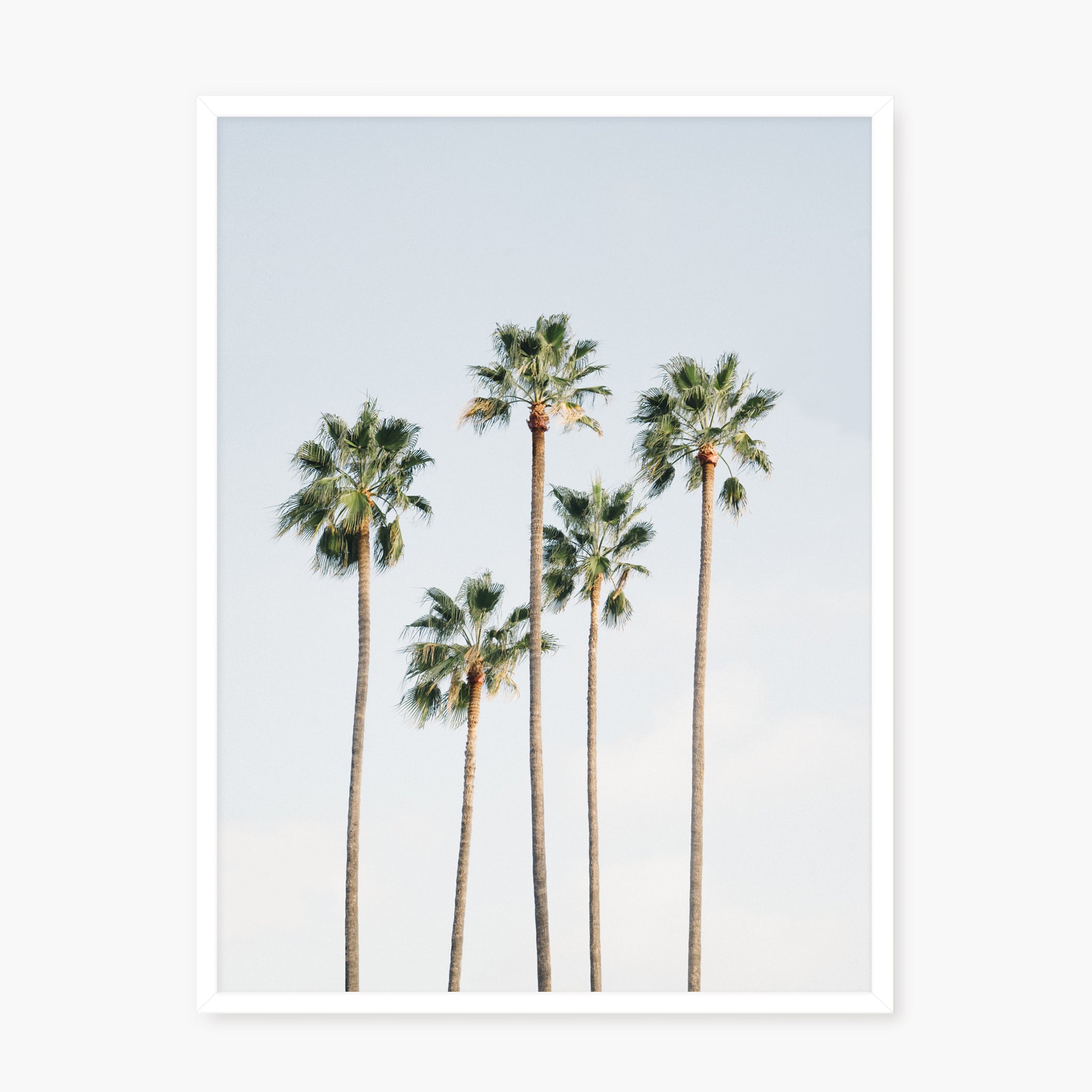 Regal Palm Trees
