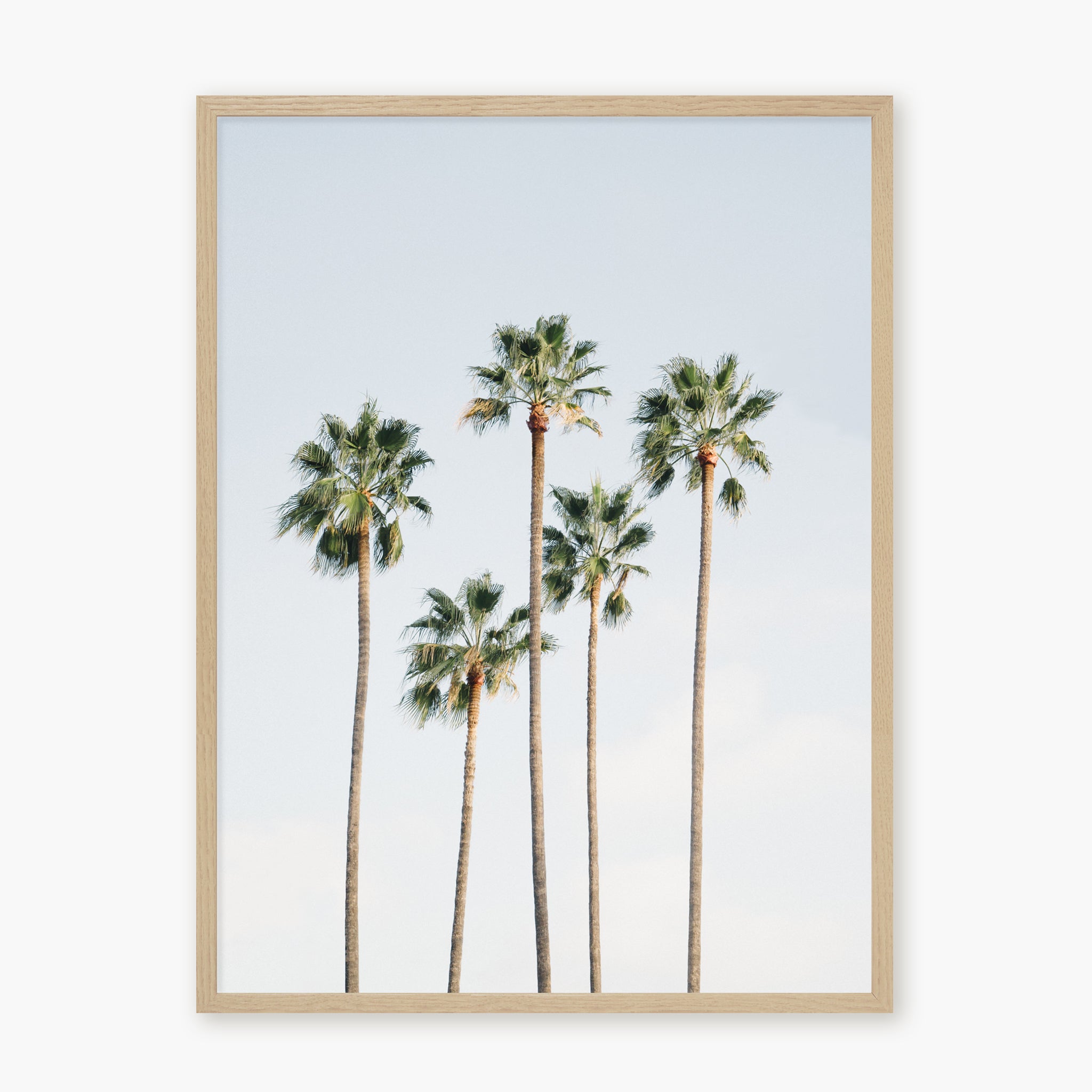Regal Palm Trees