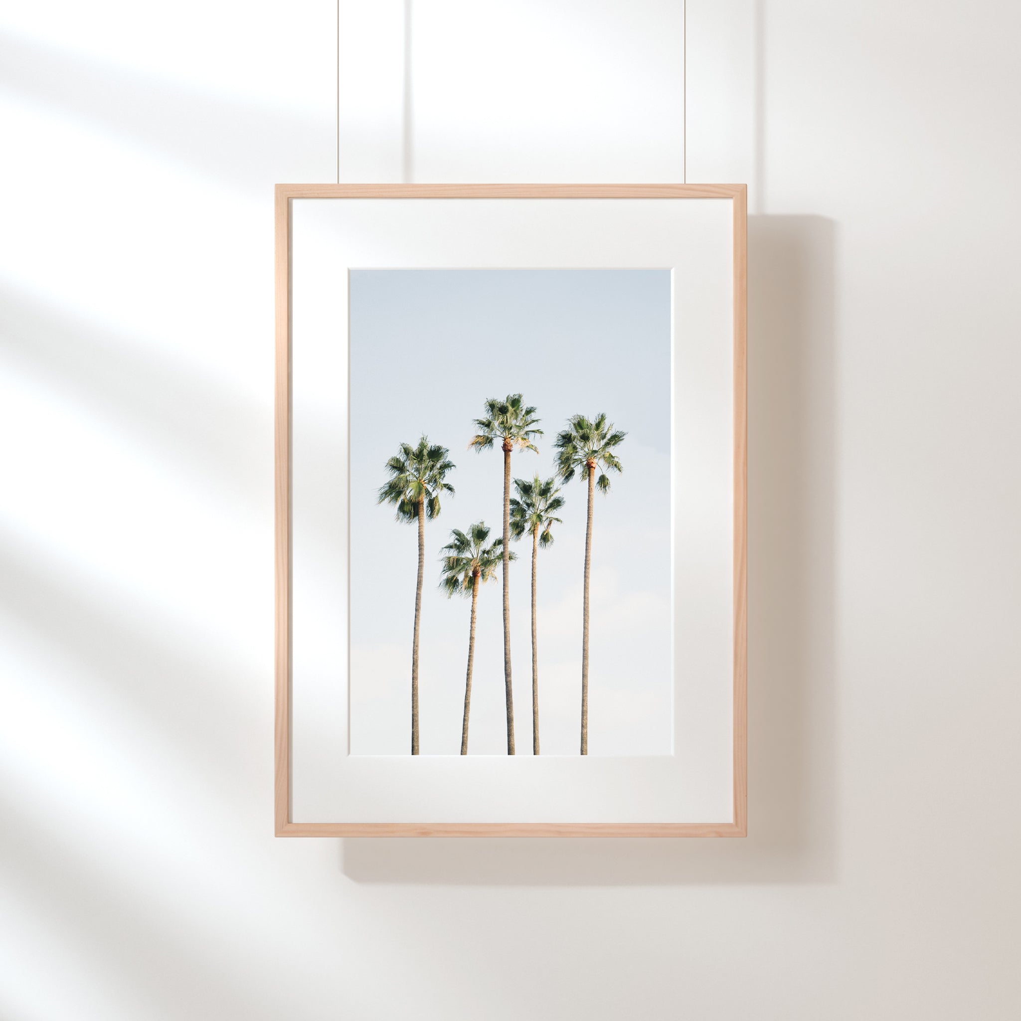 Regal Palm Trees